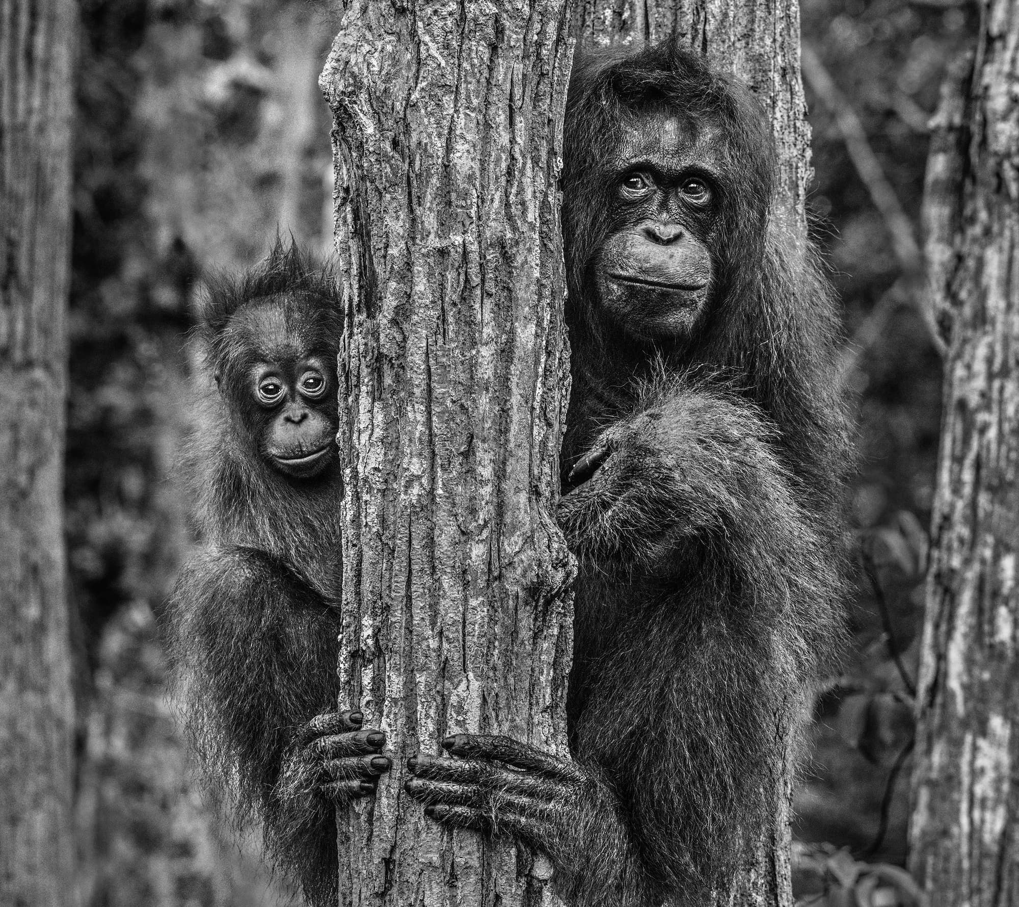 "Family Tree" by David Yarrow, Borneo, Indonesia, 2018. Black and white photograph.