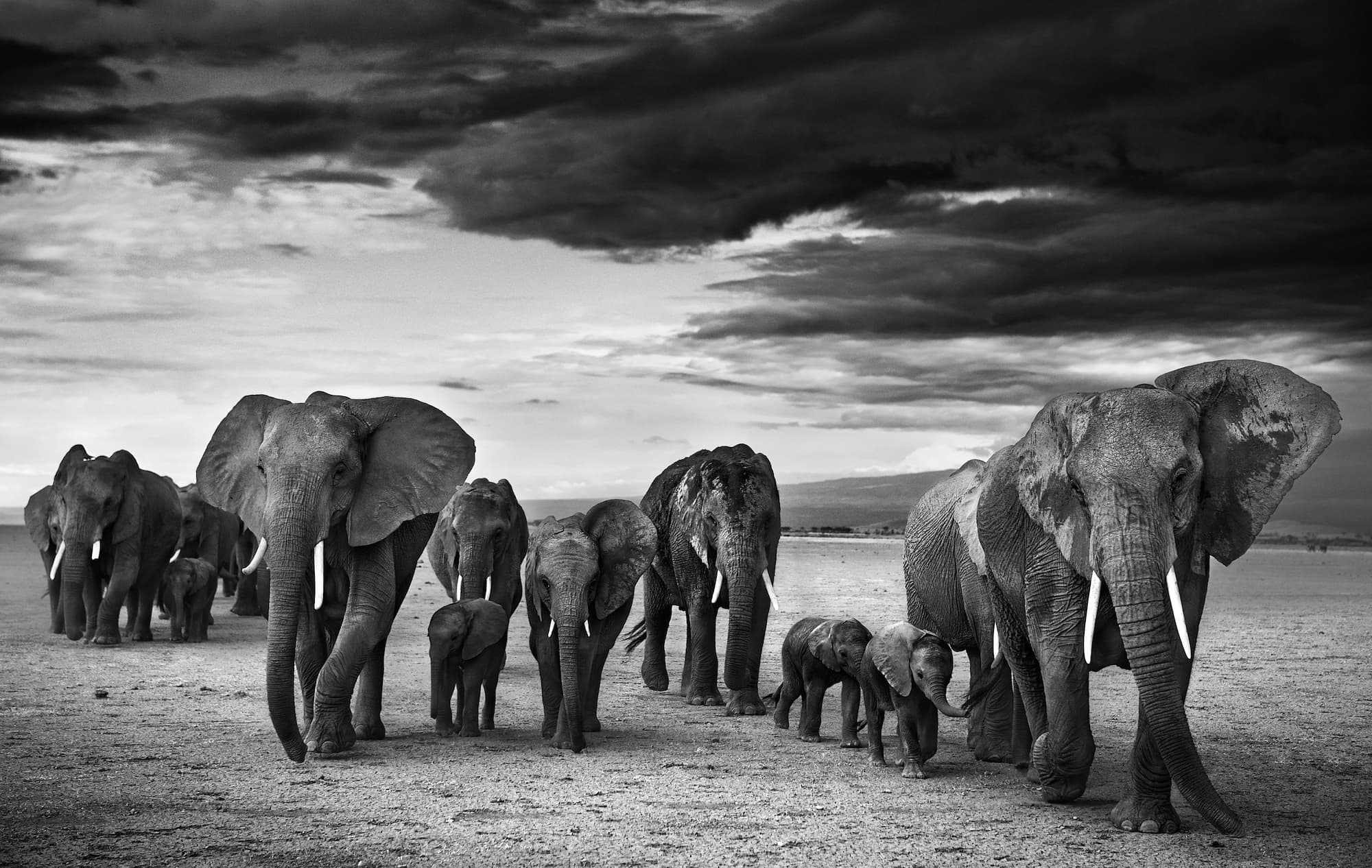 "Family" by David Yarrow, Amboseli, Kenya, 2012. Black and white photograph.