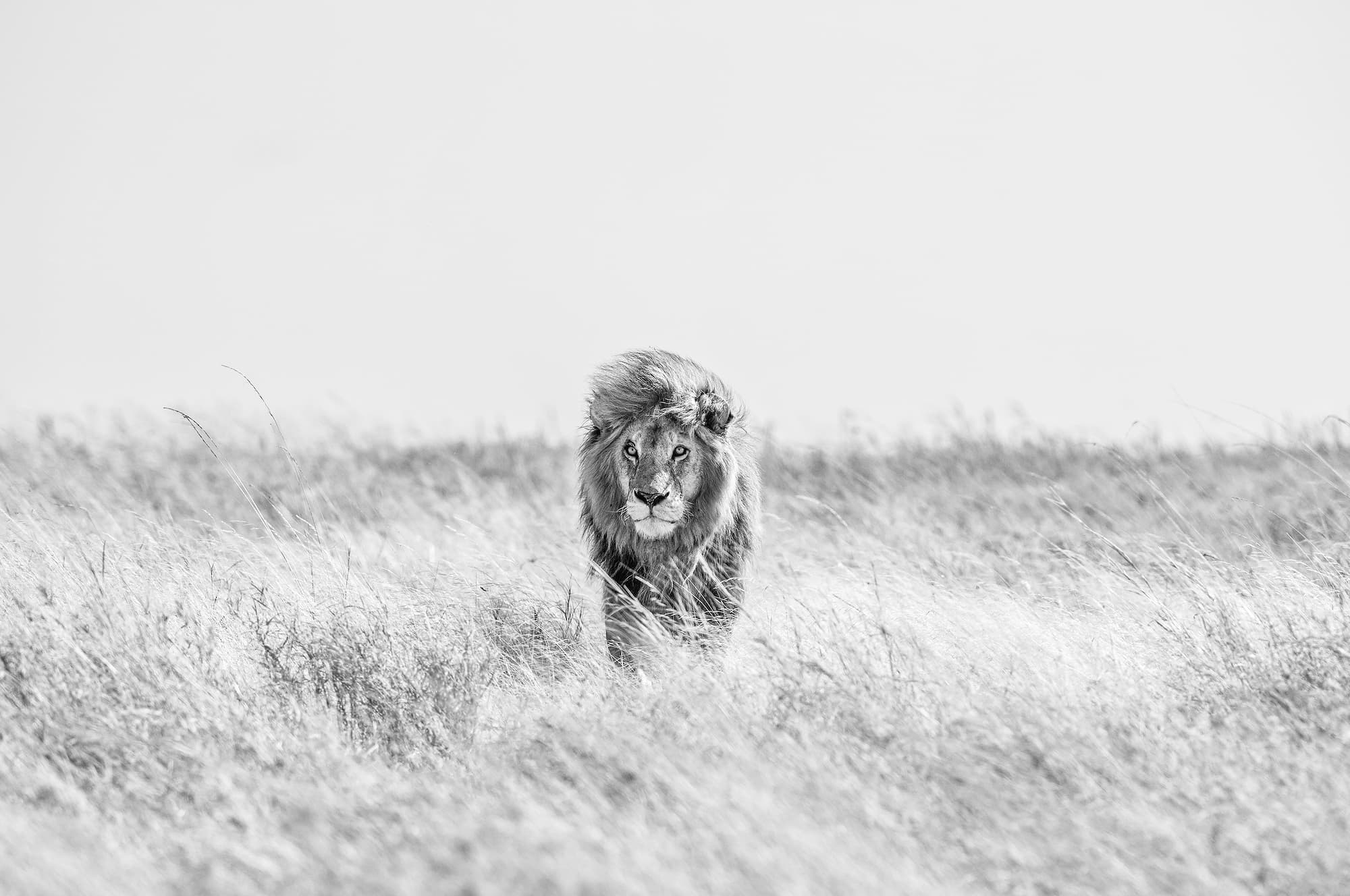 "Fields of Gold" by David Yarrow, Serengeti, Tanzania, 2020. Black and white photograph.