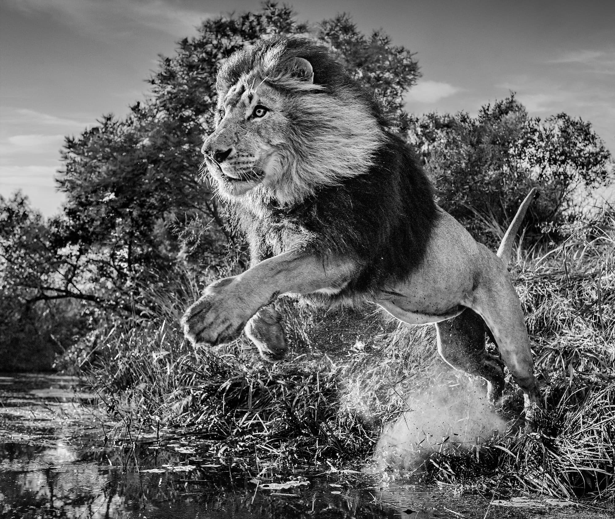 "First Down" by David Yarrow, Dinokeng, South Africa, 2020. Black and white photograph.