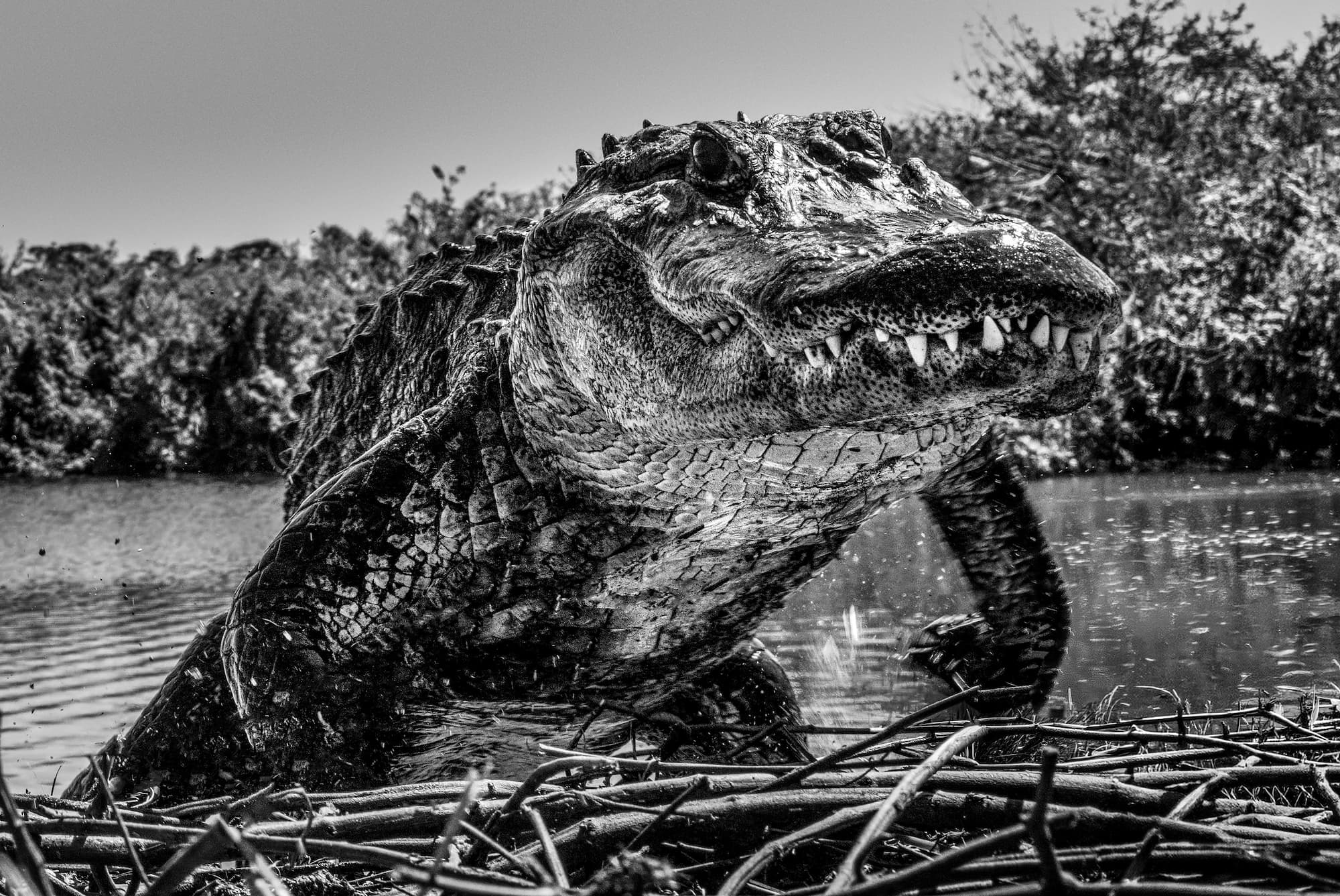 "Florida" by David Yarrow, Okochobee, Florida, 2026. Black and white photograph.