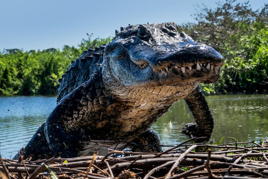 Florida (Colour)
