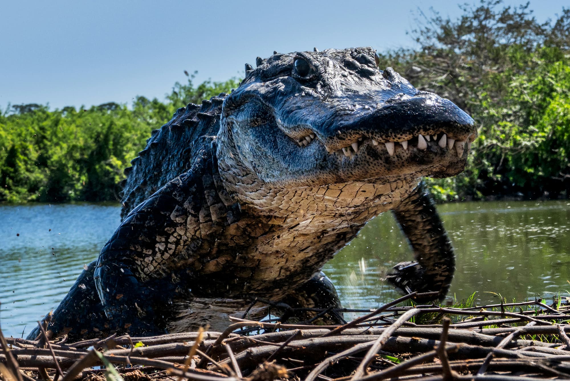 "Florida" by David Yarrow, Okochobee, Florida, 2026. Colour photograph.