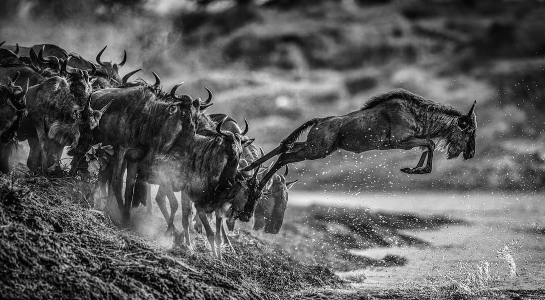 Follow the Leader