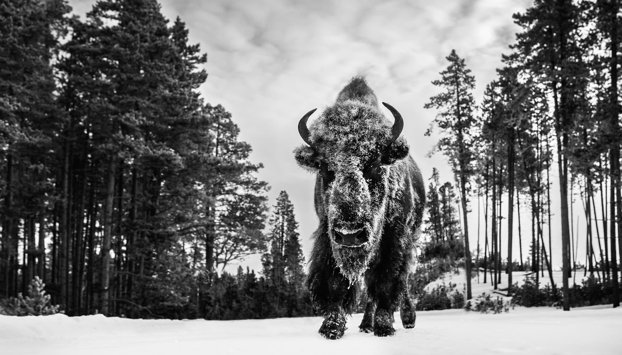 "Forest Grump" by David Yarrow, Yellowstone National Park, 2019. Black and white photograph.