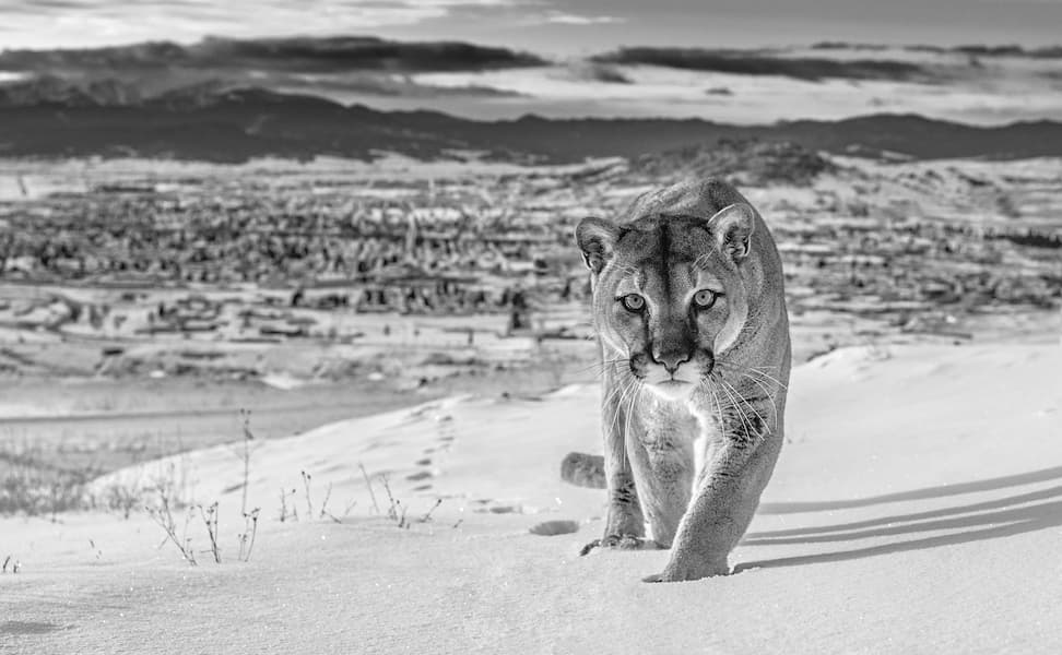Frontier Town (B&W)