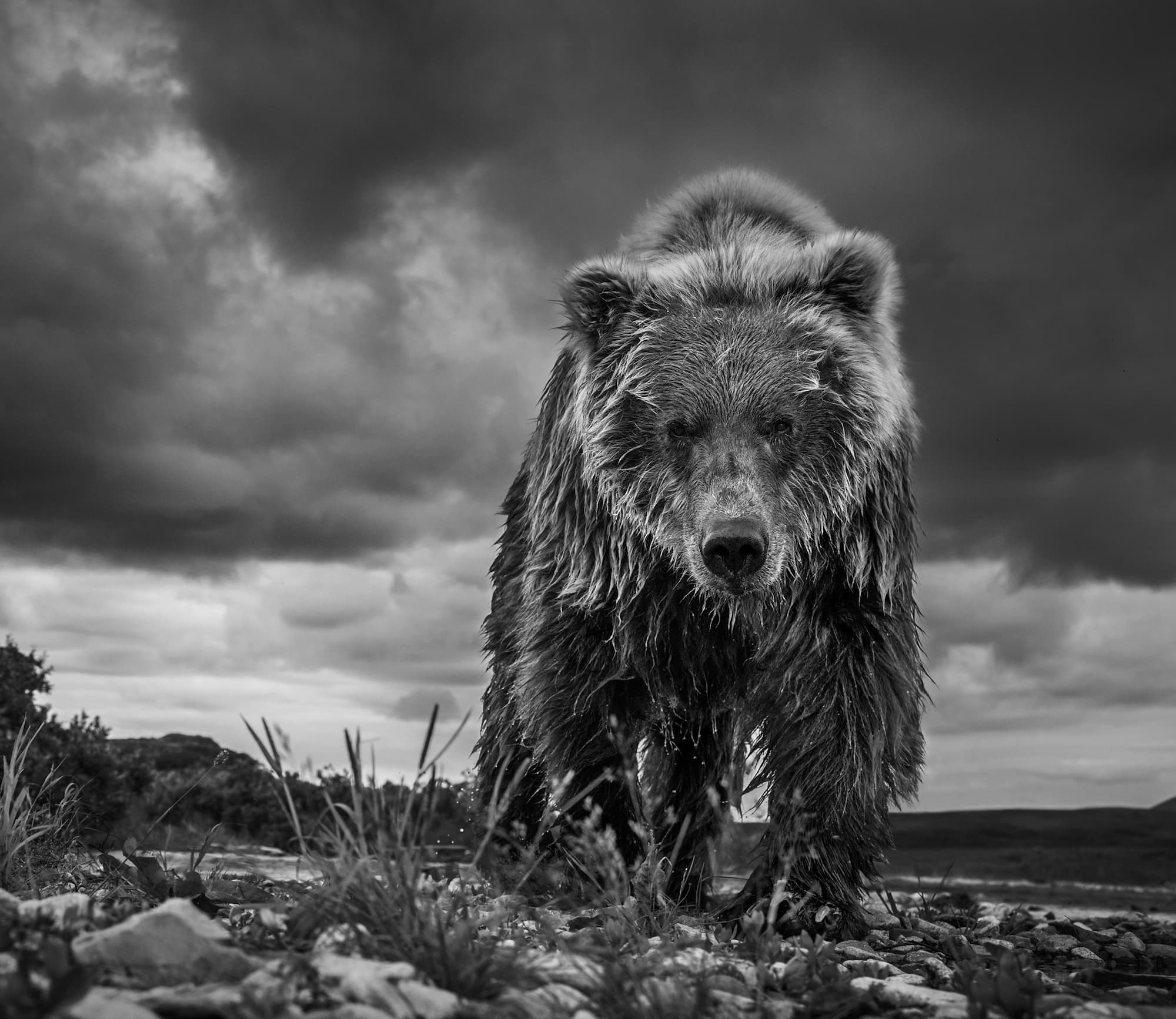 "Funnel Creek" by David Yarrow, Katmai National Park, Alaska, 2016. Black and white photograph.