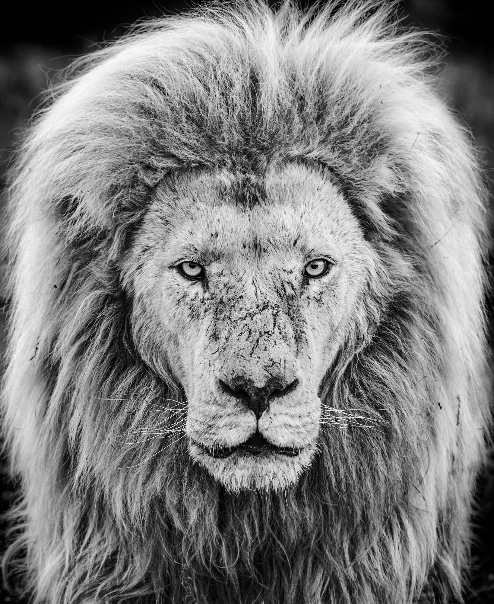 "Gandalf" by David Yarrow, Dinokeng, South Africa, 2019. Black and white photograph.