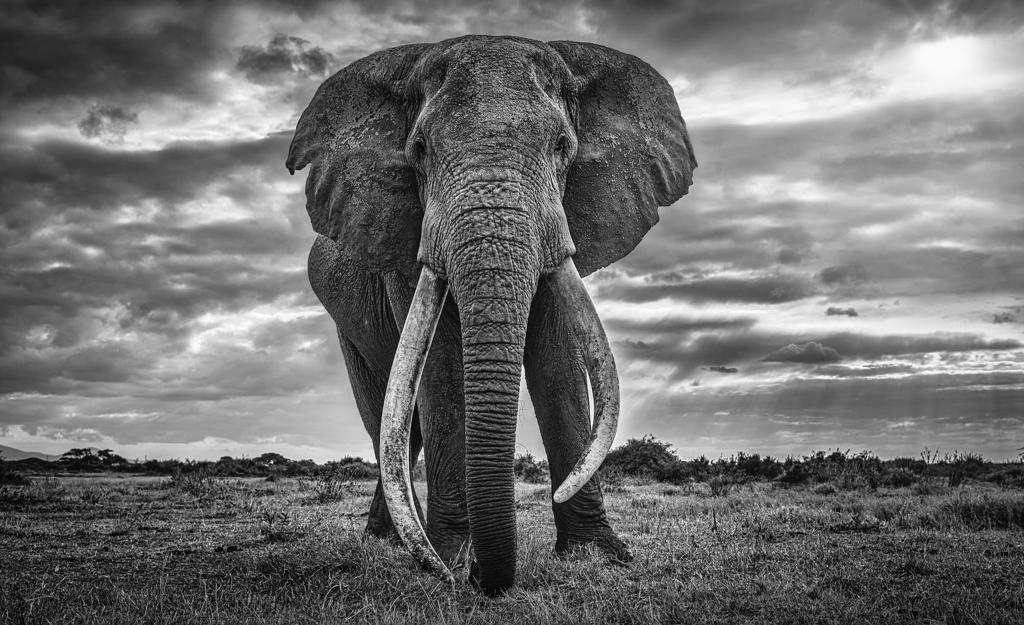 "Giant" by David Yarrow, Amboseli, Kenya, 2020. Black and white photograph.