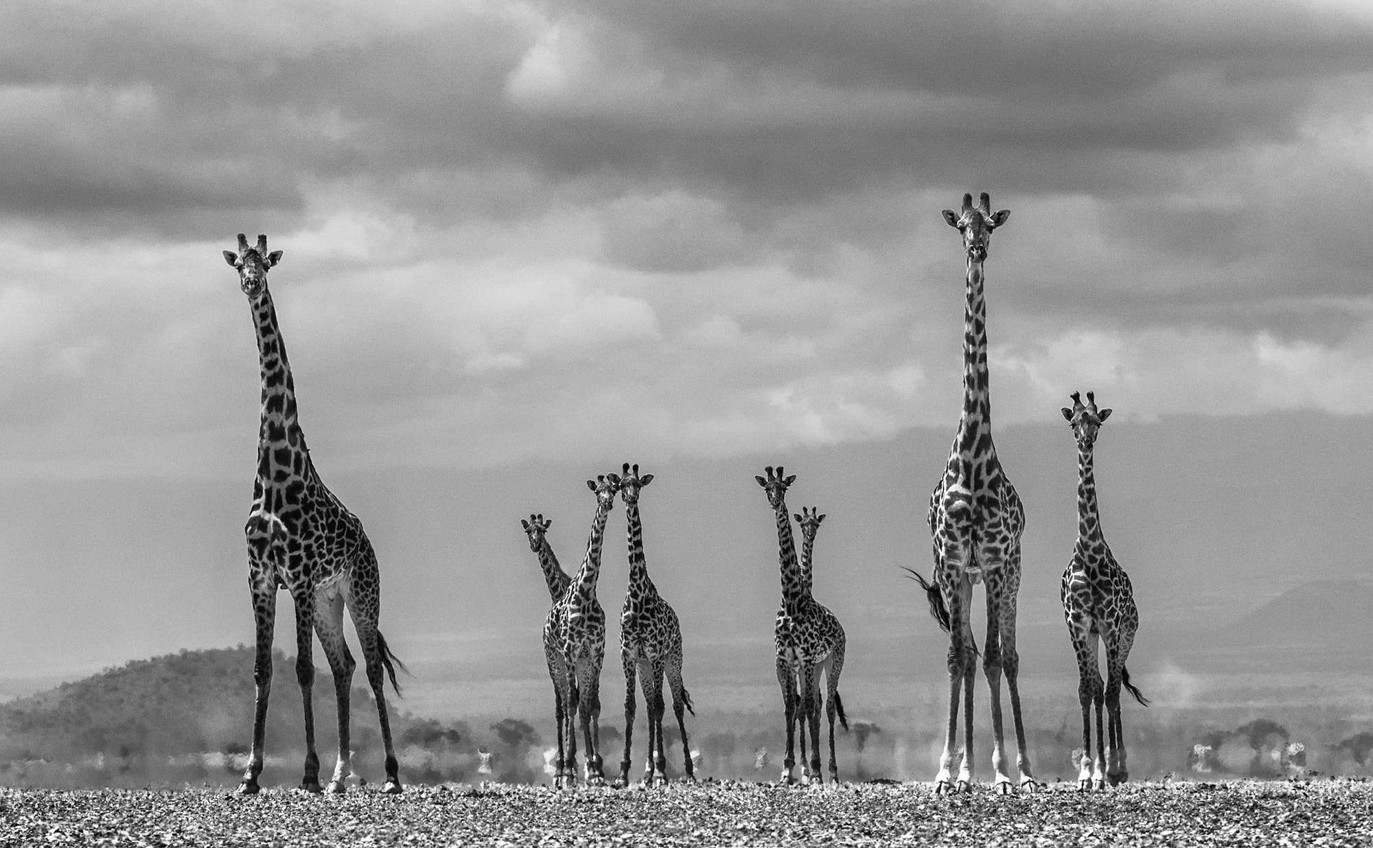 "Giraffe City" by David Yarrow, Amboseli, Kenya, 2016. Black and white photograph.