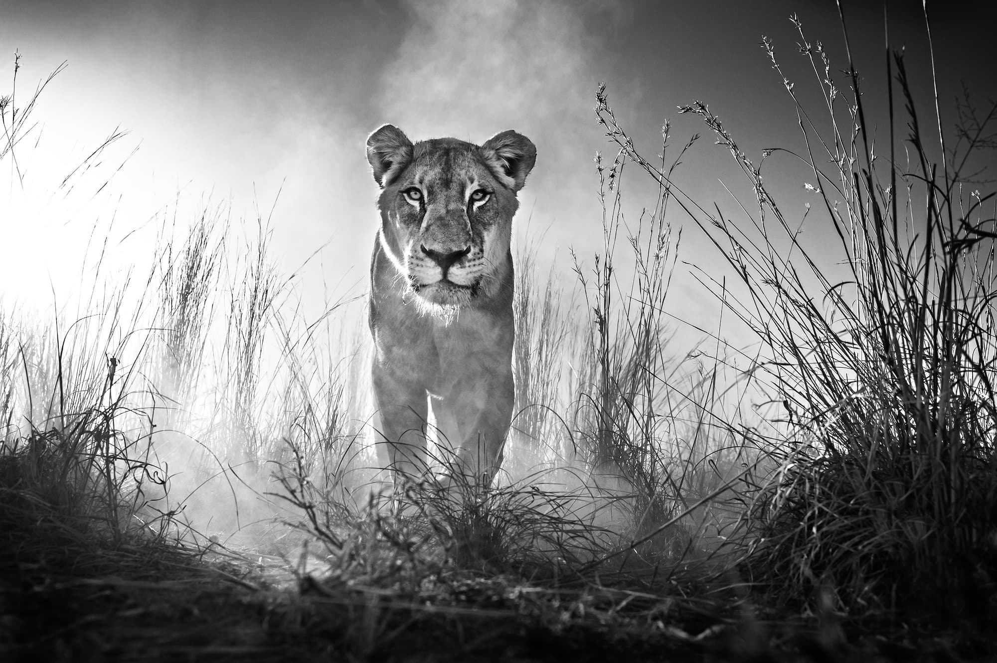 "Gladiator" by David Yarrow, Dinokeng, South Africa, 2015. Black and white photograph.