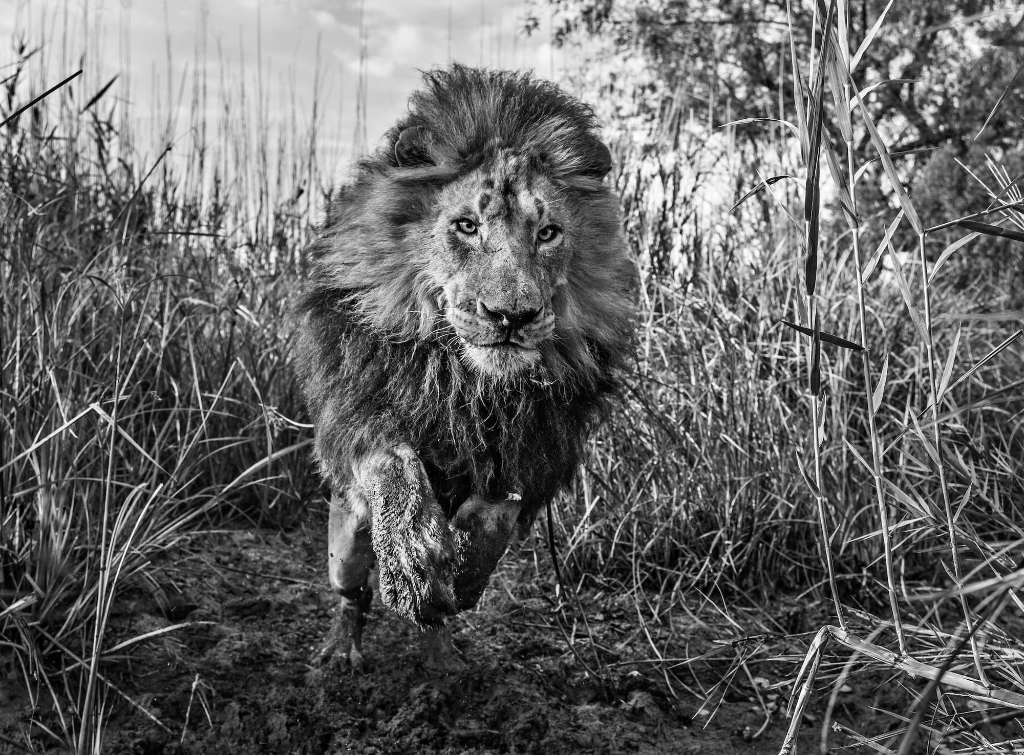 "Gold" by David Yarrow, Dinokeng, South Africa, 2015. Black and white photograph.
