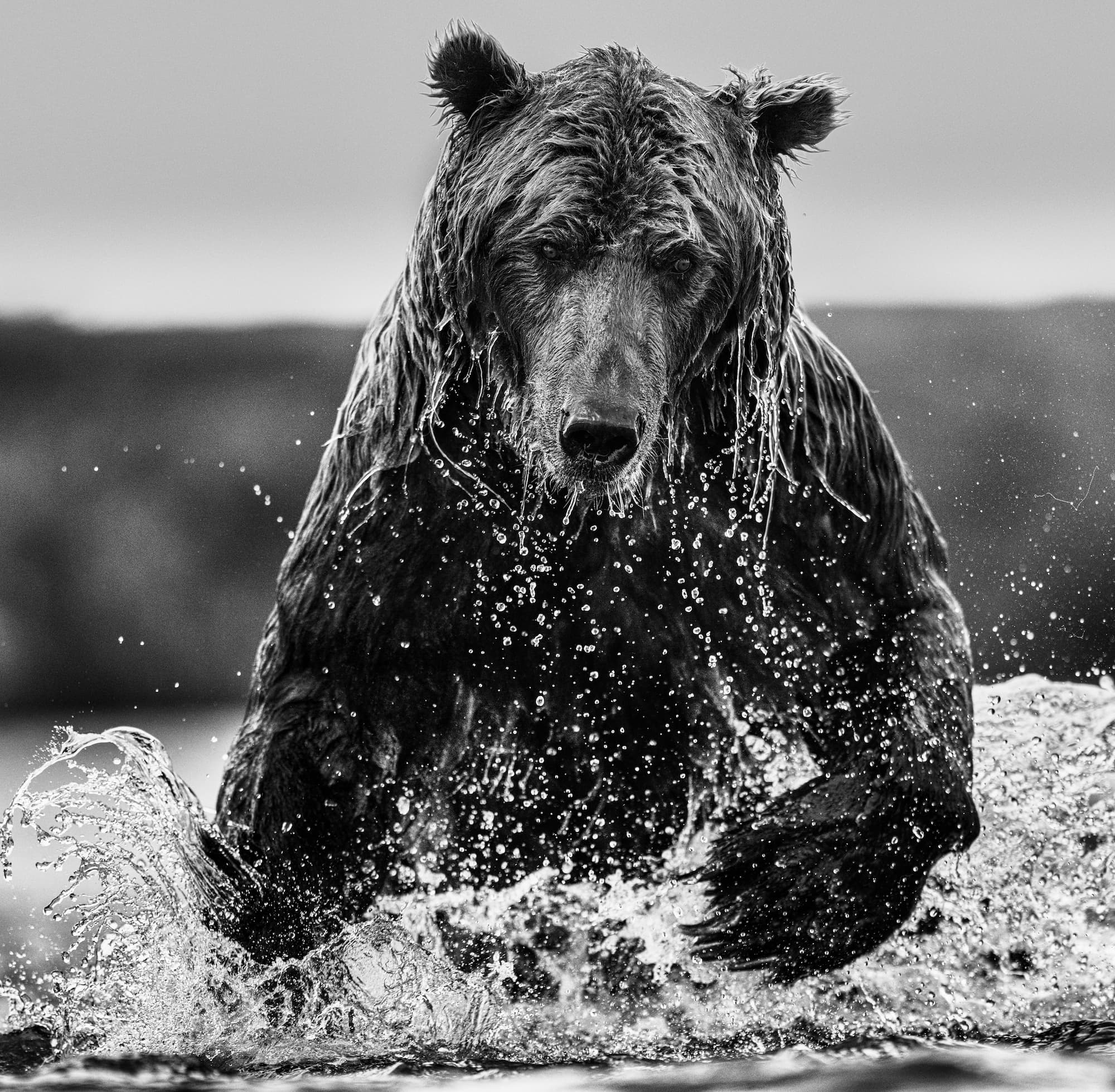 "Gone Fishing" by David Yarrow, Funnel Creek, Alaska, 2025. Black and white photograph.