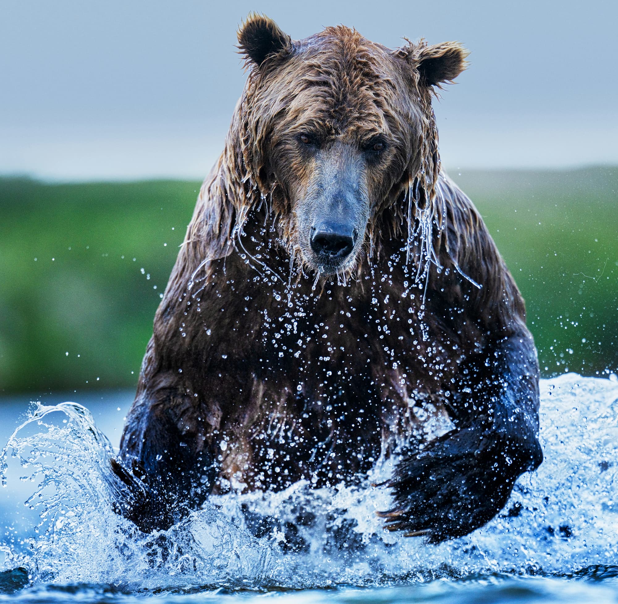 "Gone Fishing" by David Yarrow, Funnel Creek, Alaska, 2025. Colour photograph.