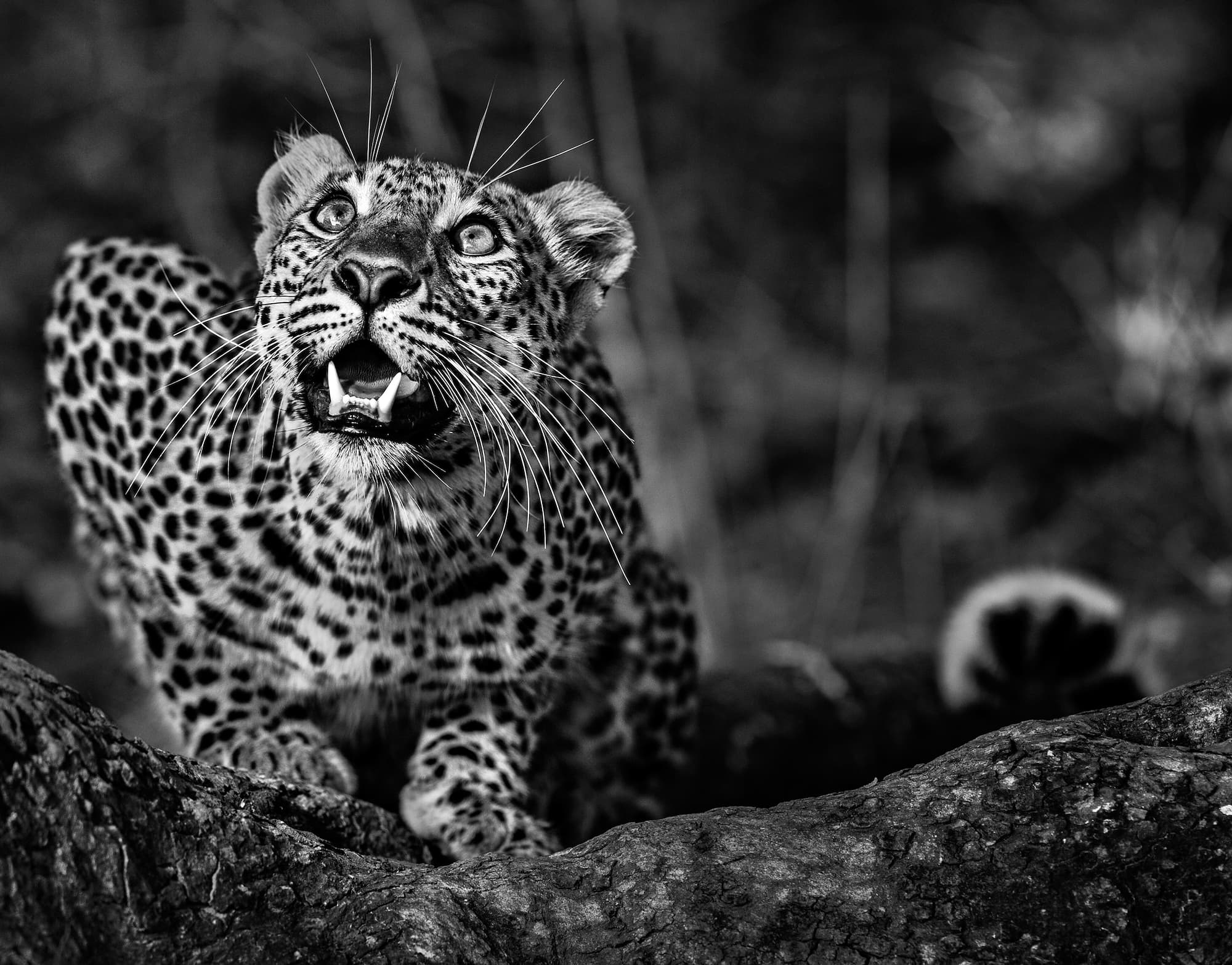 "Ground Alert" by David Yarrow, Zambia, 2014. Black and white photograph.