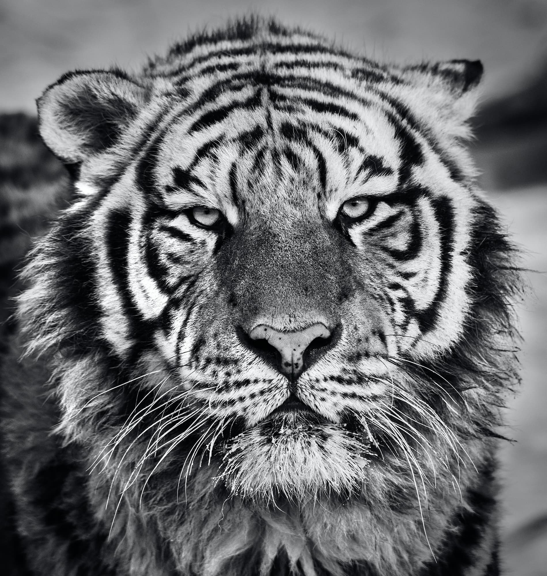 "Harbin" by David Yarrow, Harbin, China, 2016. Black and white photograph.