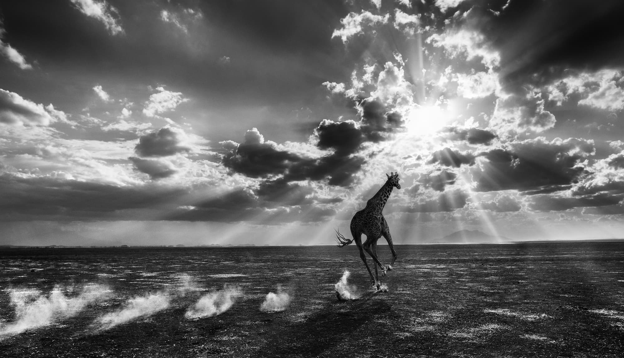 "Heaven Can Wait" by David Yarrow, Amboseli, Kenya, 2014. Black and white photograph.