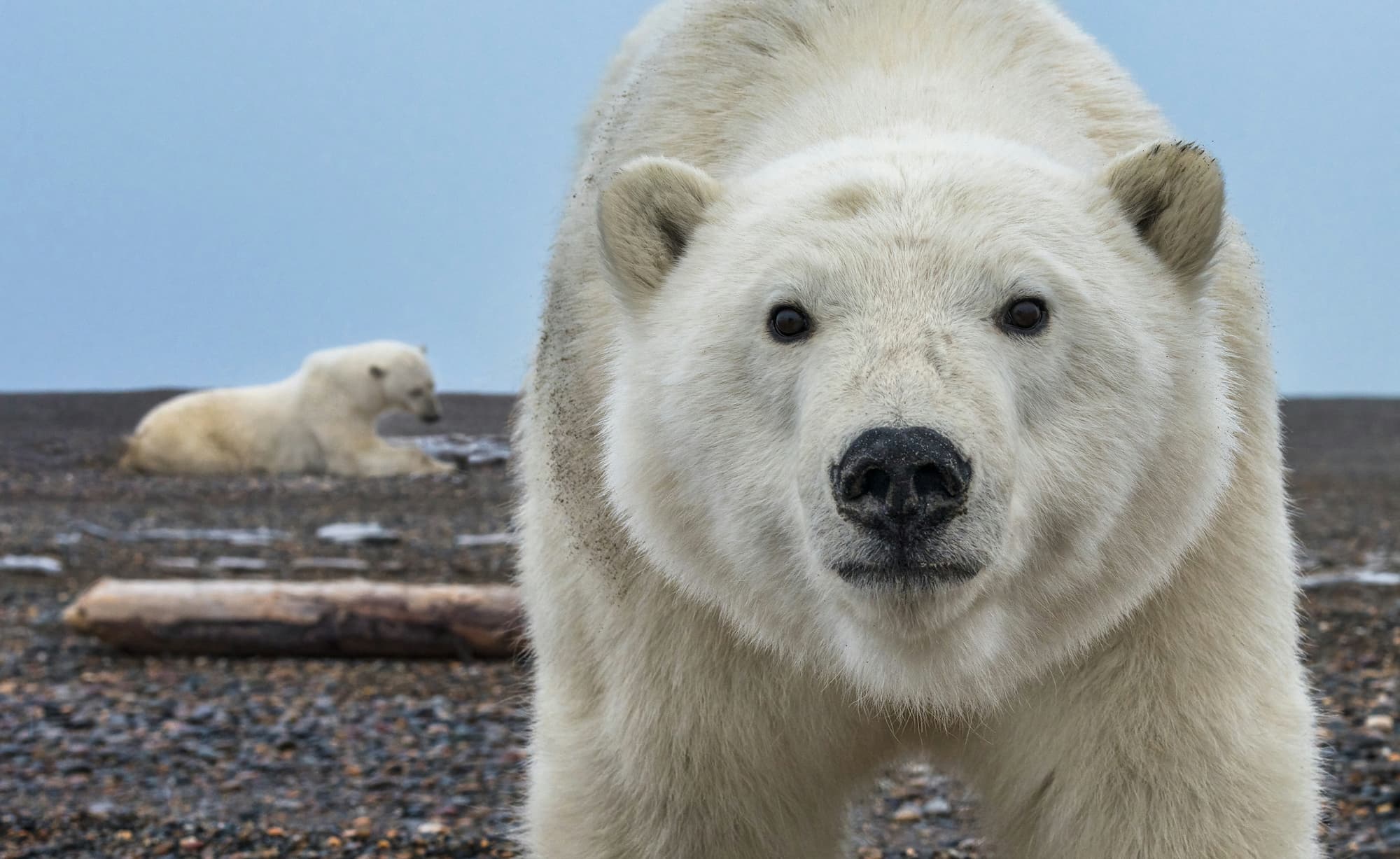 "Hello" by David Yarrow, Kaktovik, Alaska, 2015. Colour photograph.