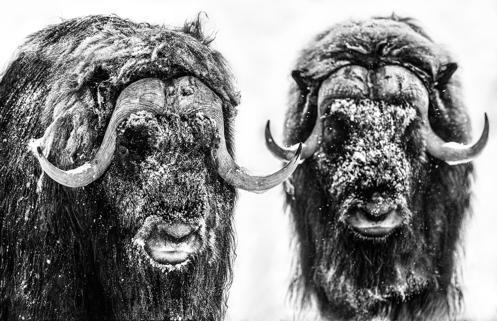"Hells Kitchen" by David Yarrow, Yukon, Canada, 2022. Black and white photograph.