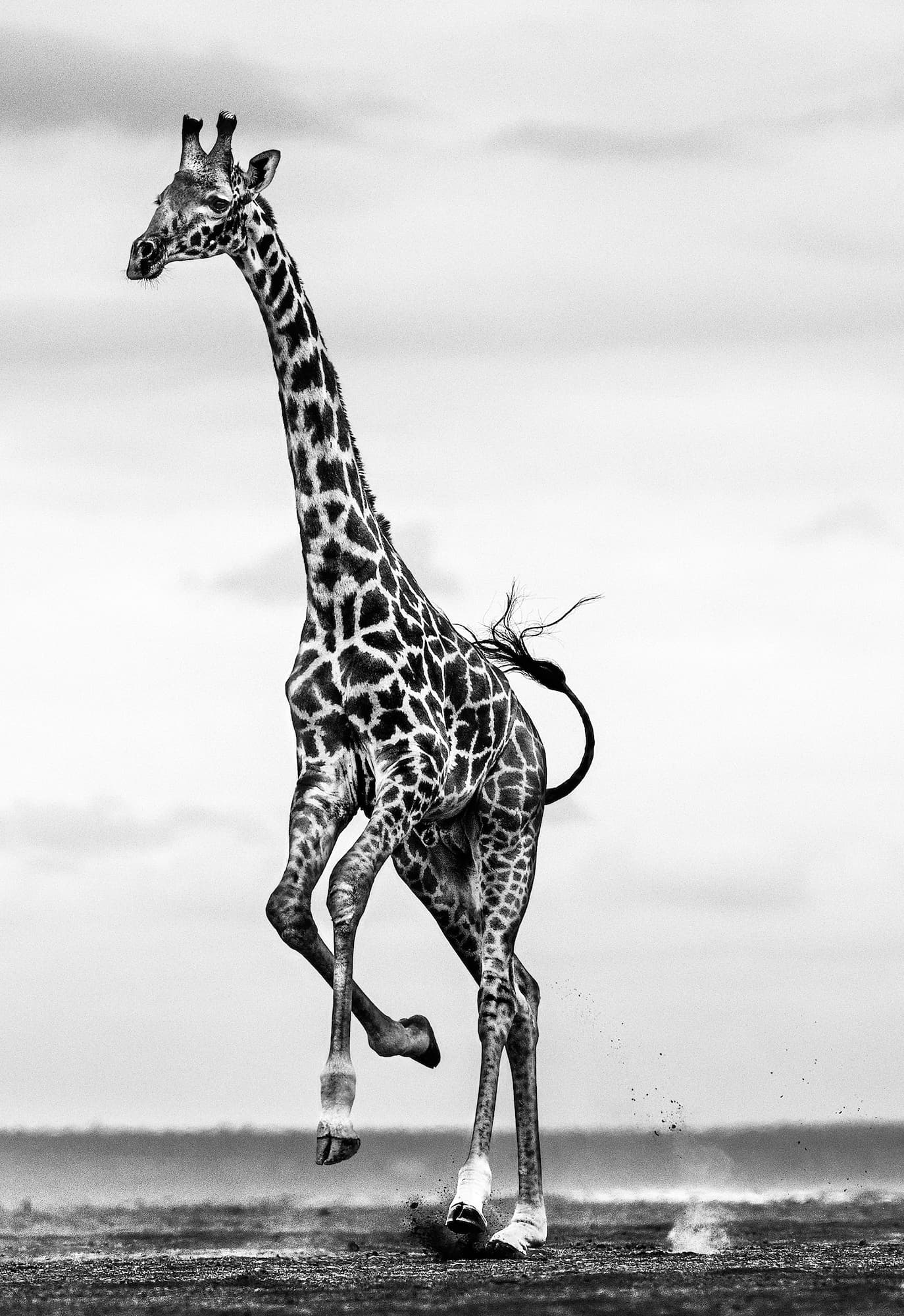 "Hoof It" by David Yarrow, Amboseli, Kenya, 2014. Black and white photograph.