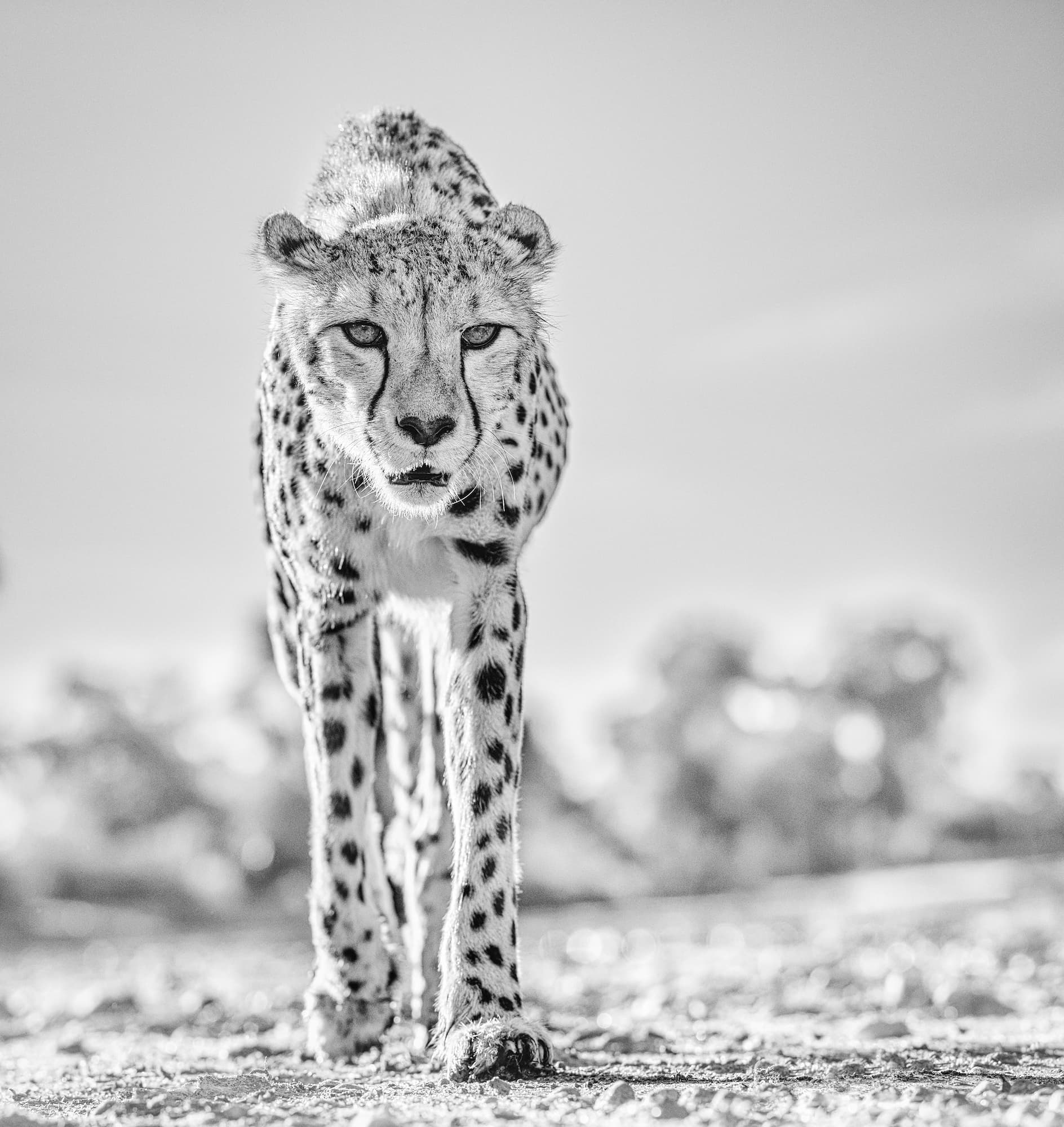 "Hot Legs II" by David Yarrow, Windhoek, Namibia, 2019. Black and white photograph.