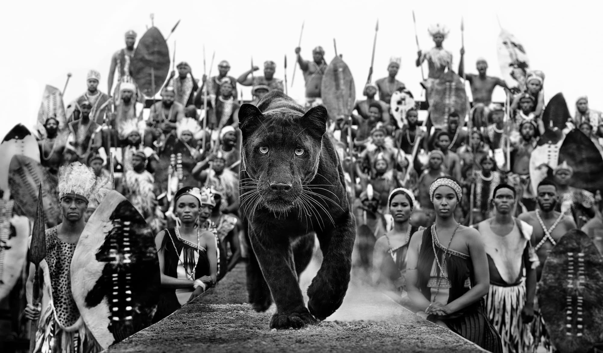 "I am Black Panther" by David Yarrow, Dinokeng, South Africa, 2021. Black and white photograph.