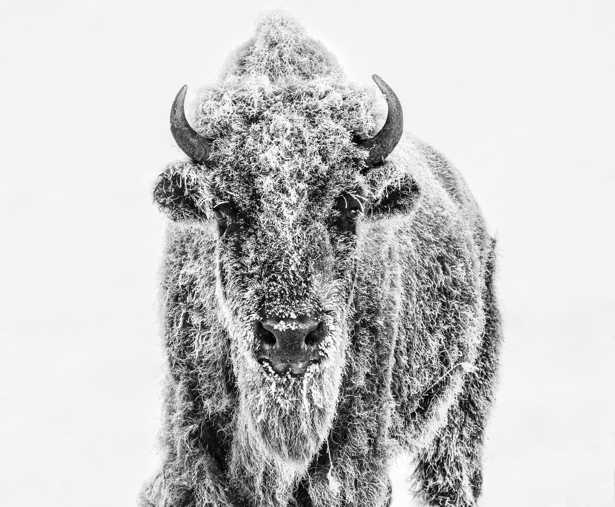"Ice Age" by David Yarrow, Yellowstone National Park, 2019. Black and white photograph.