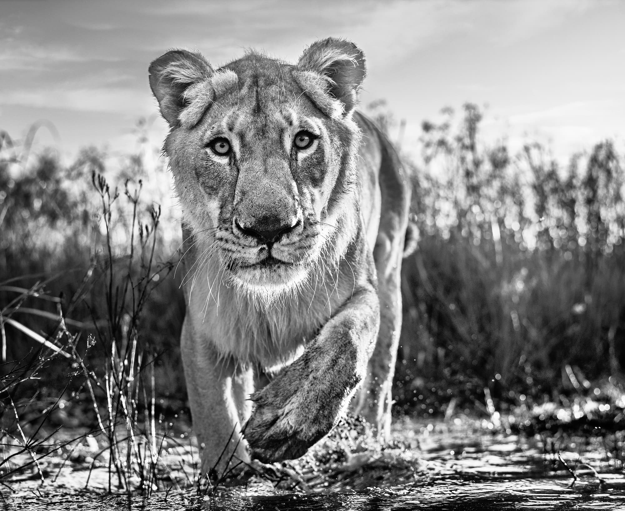 "Intent" by David Yarrow, Dinokeng, South Africa, 2020. Black and white photograph.
