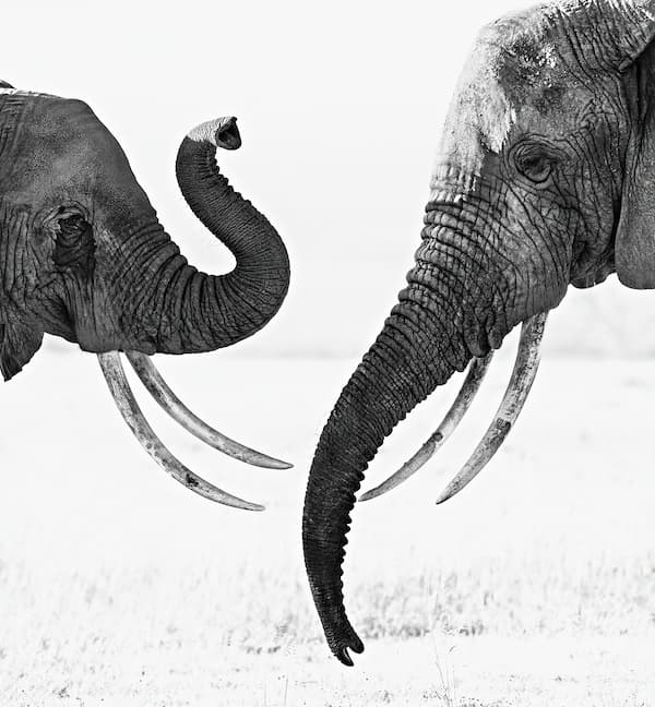 Ivory Exchange