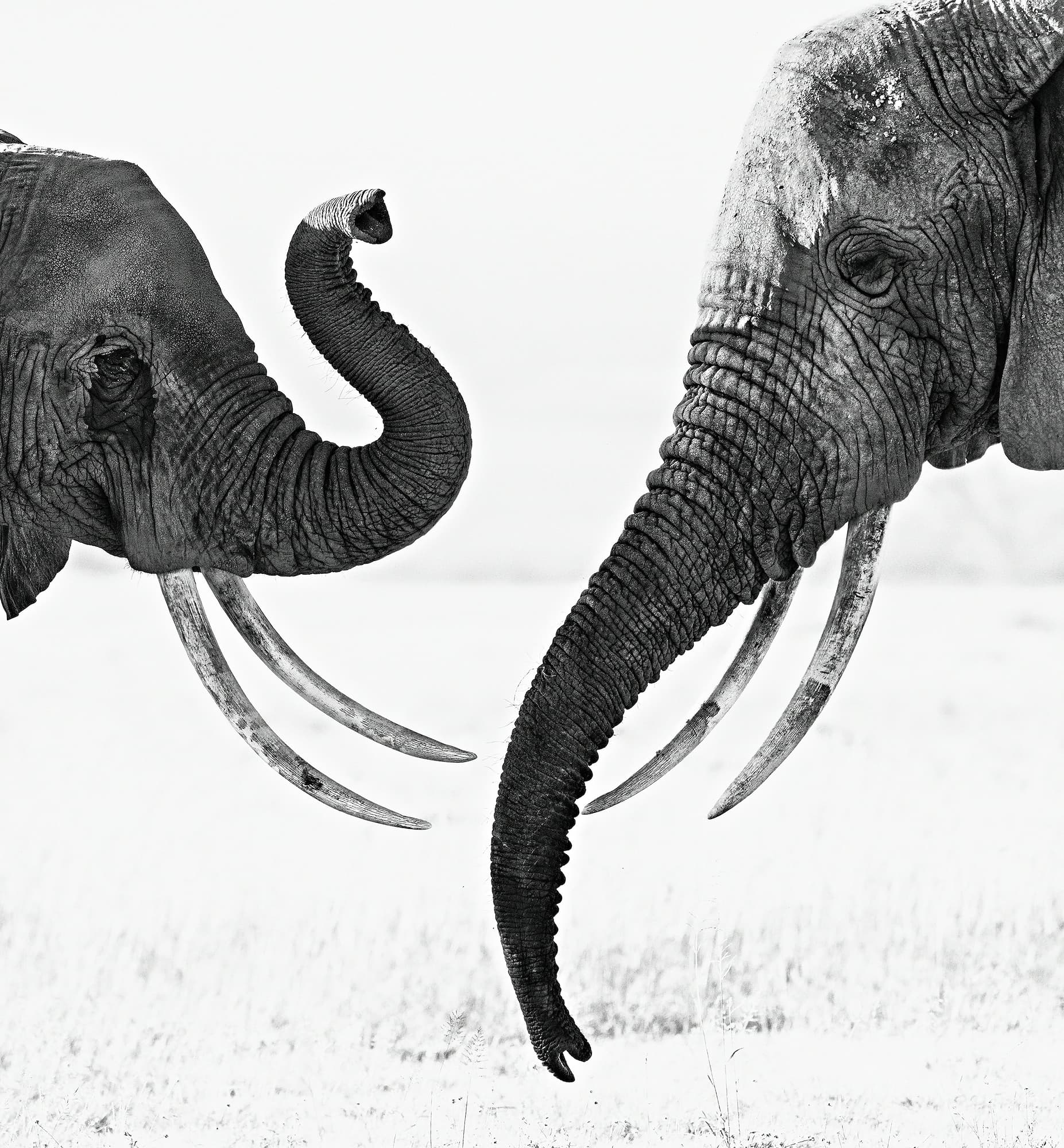 "Ivory Exchange" by David Yarrow, Amboseli, Kenya, 2014. Black and white photograph.