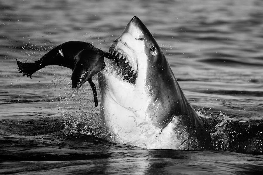 Jaws