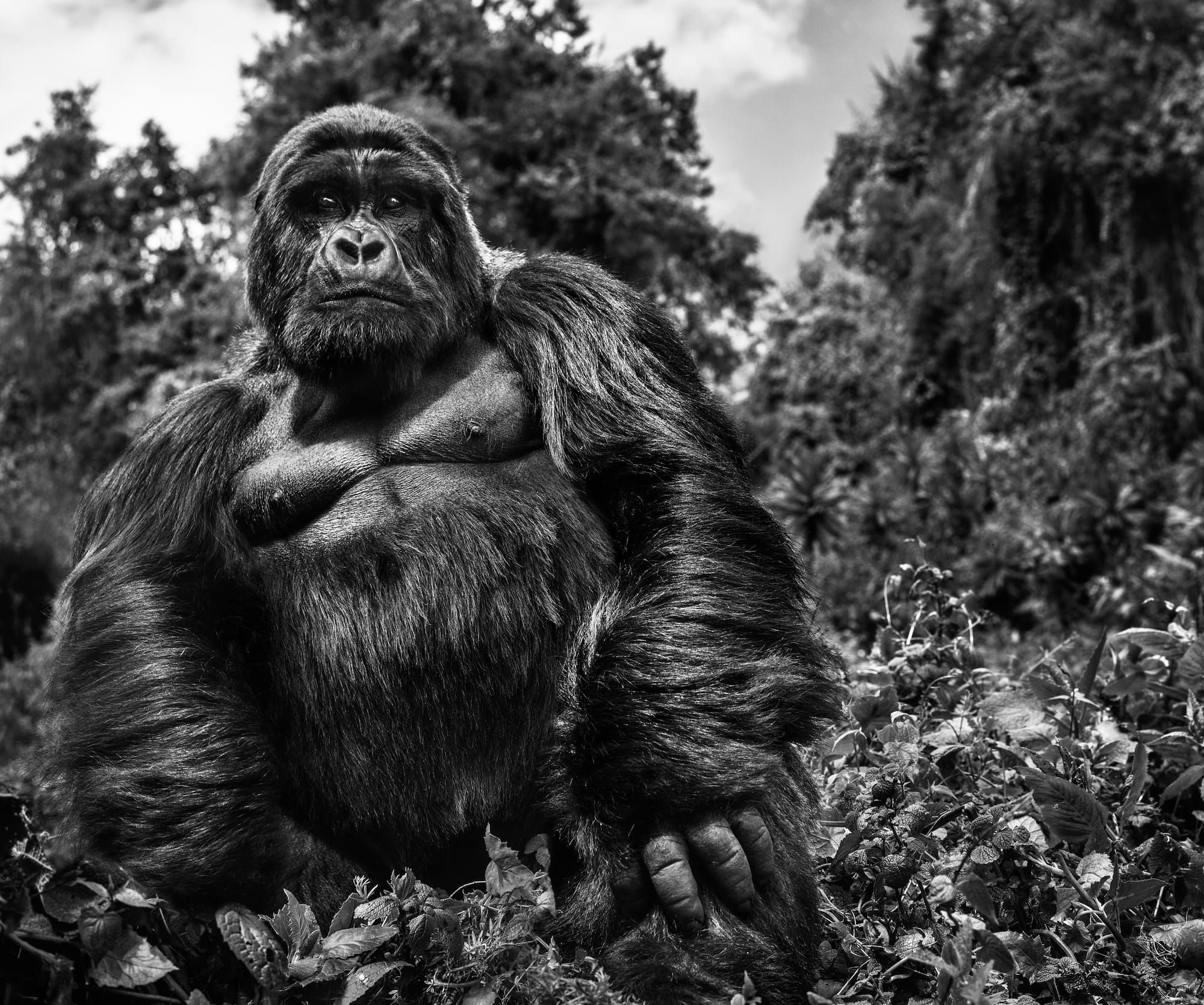"Judge and Jury" by David Yarrow, Volcanoes National Park, Rwanda, 2022. Black and white photograph.