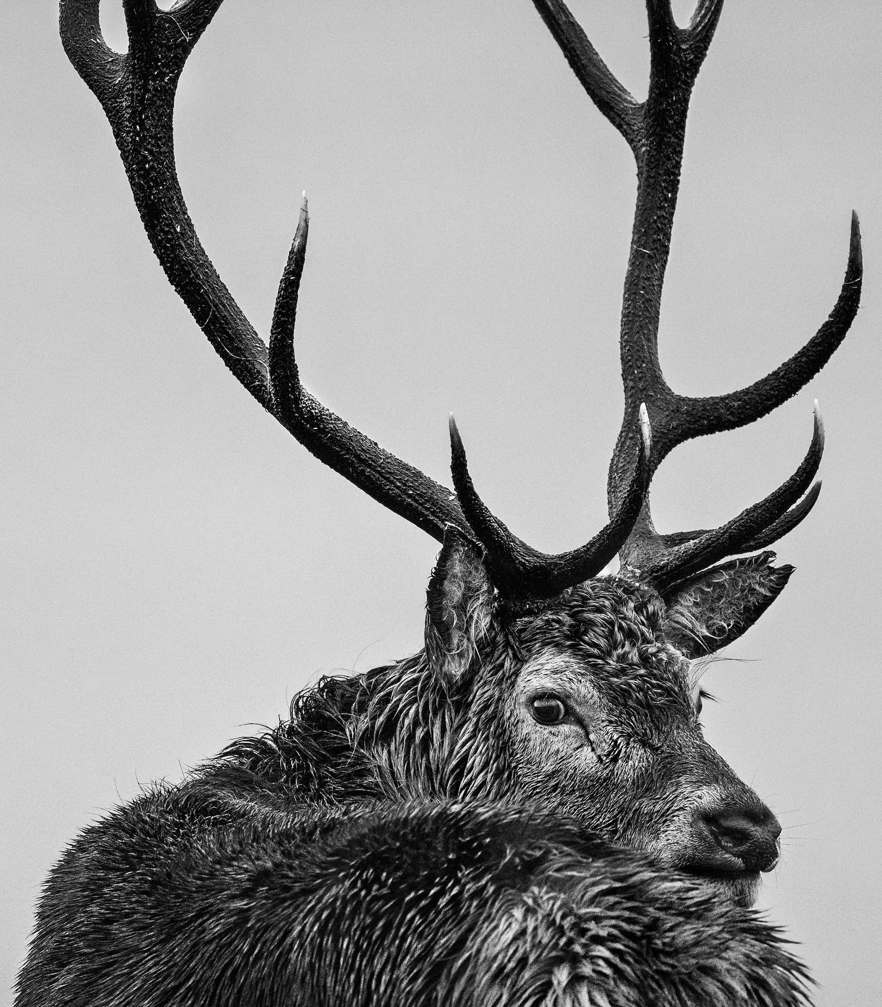 "Jura" by David Yarrow, Scotland, 2015. Black and white photograph.