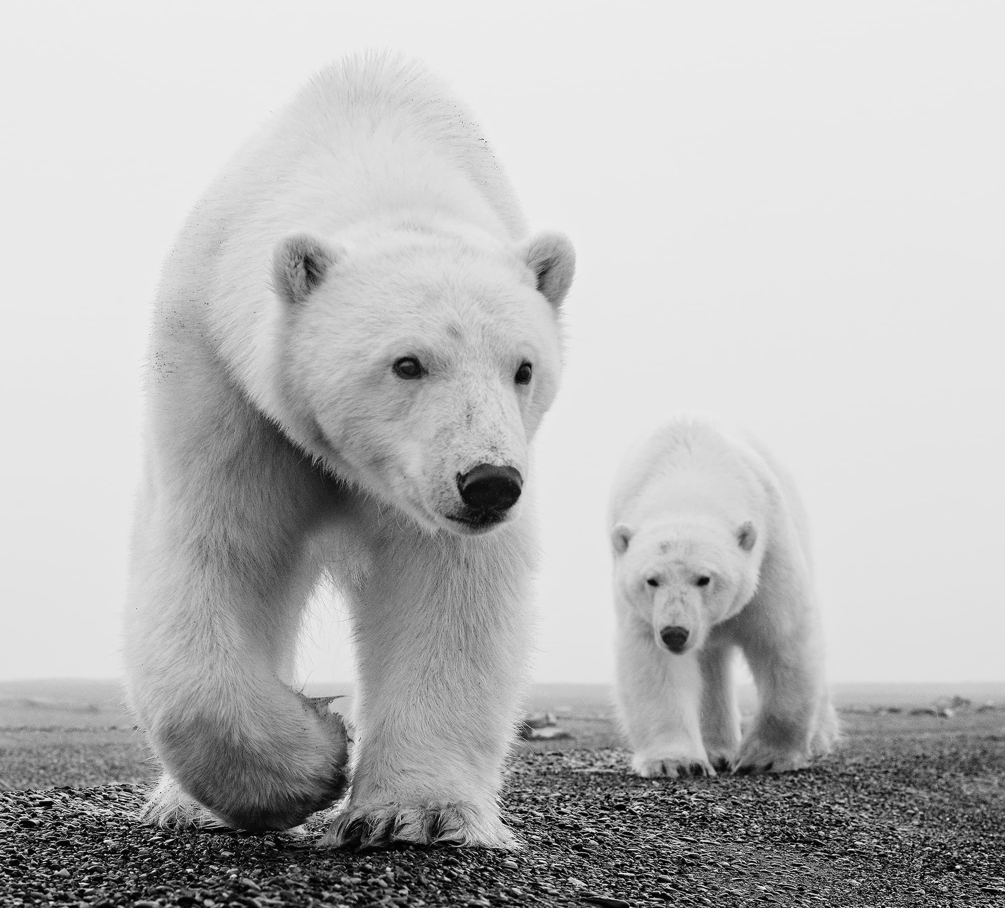 "Kaktovik" by David Yarrow, Kaktovik, Alaska, 2015. Black and white photograph.