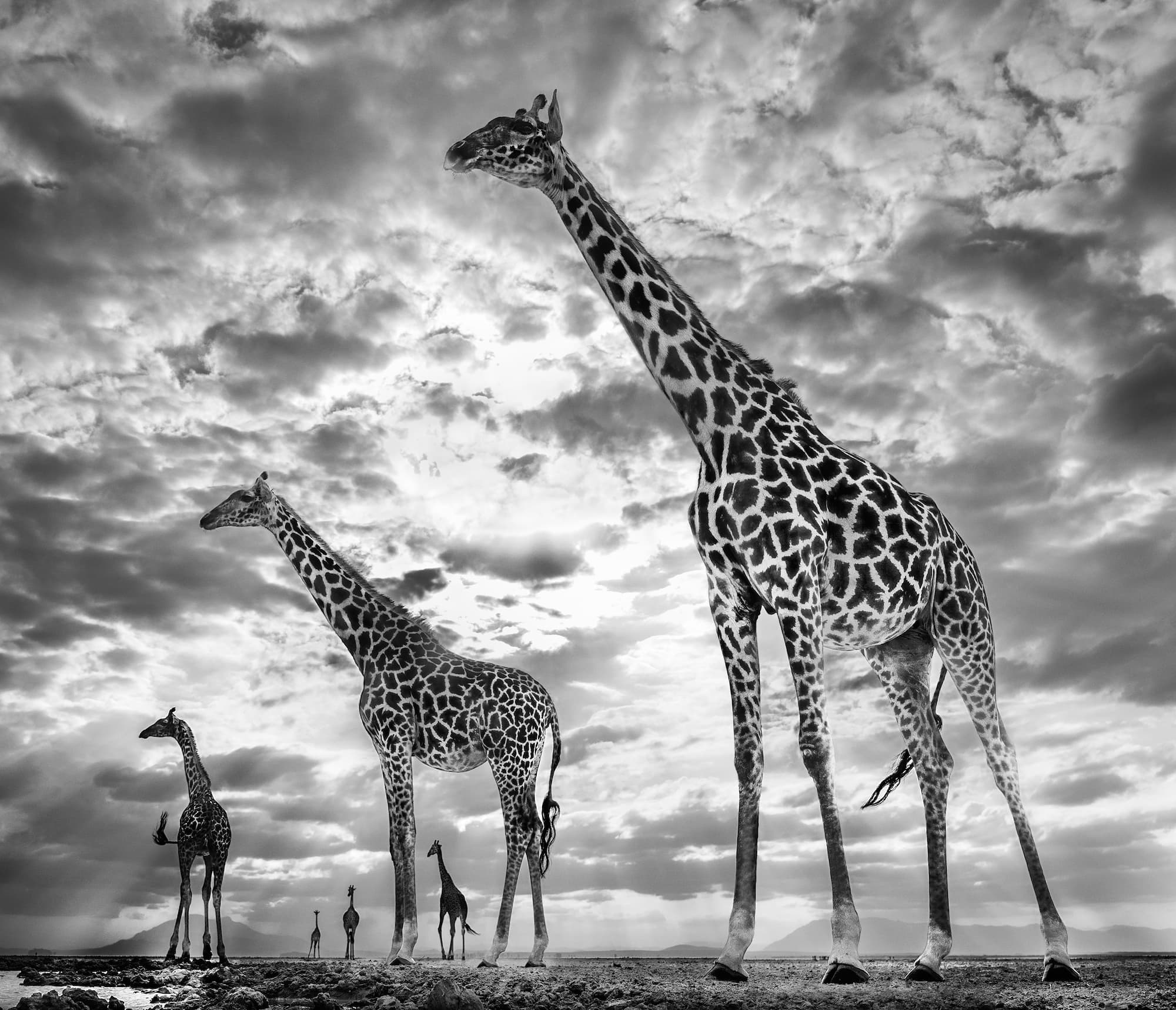 "Keeping Up With the Crouches" by David Yarrow, Amboseli, Kenya, 2019. Black and white photograph.