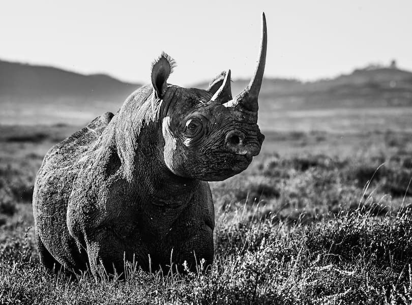 Kifaru
