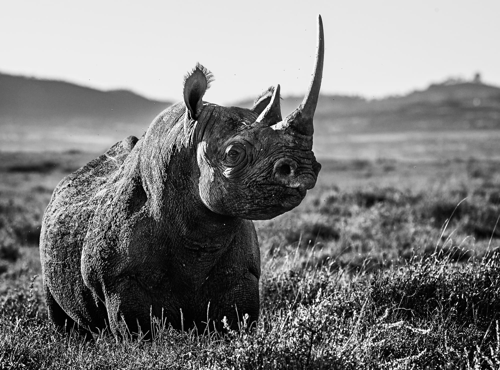 "Kifaru" by David Yarrow. Black and white photograph.