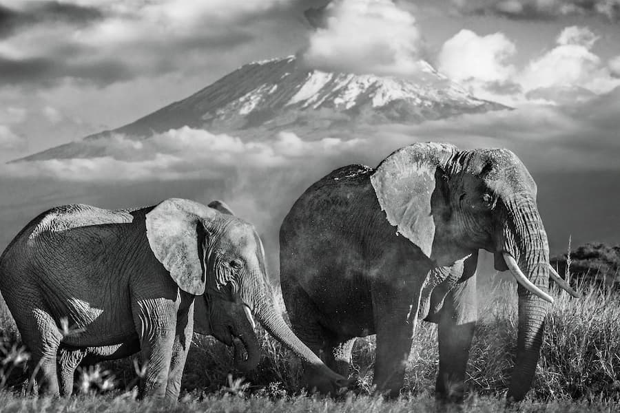 Kilimanjaro