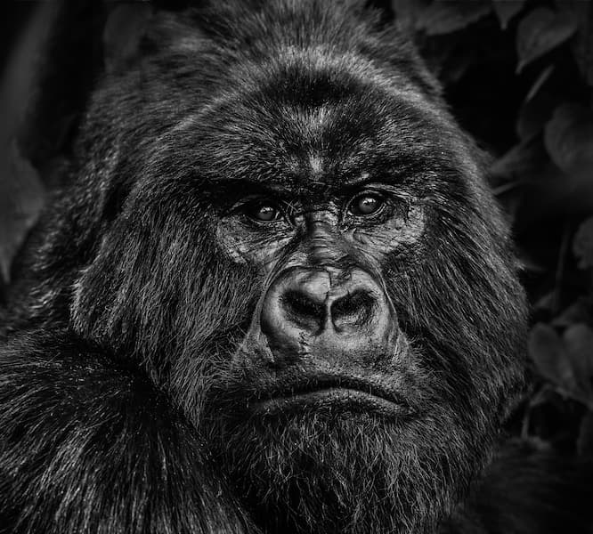 Kong