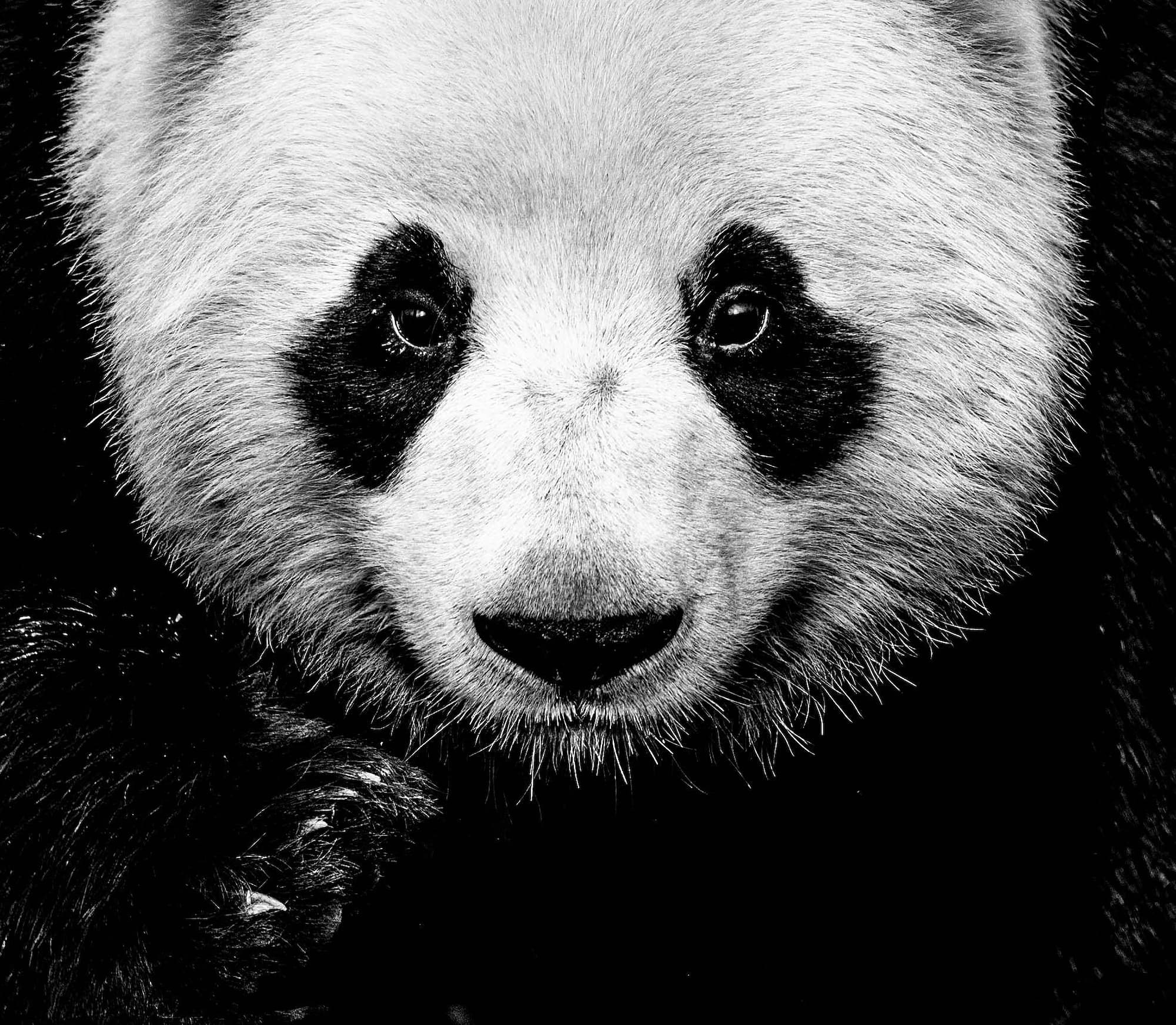 "Kung Fu Panda" by David Yarrow, China, 2016. Black and white photograph.