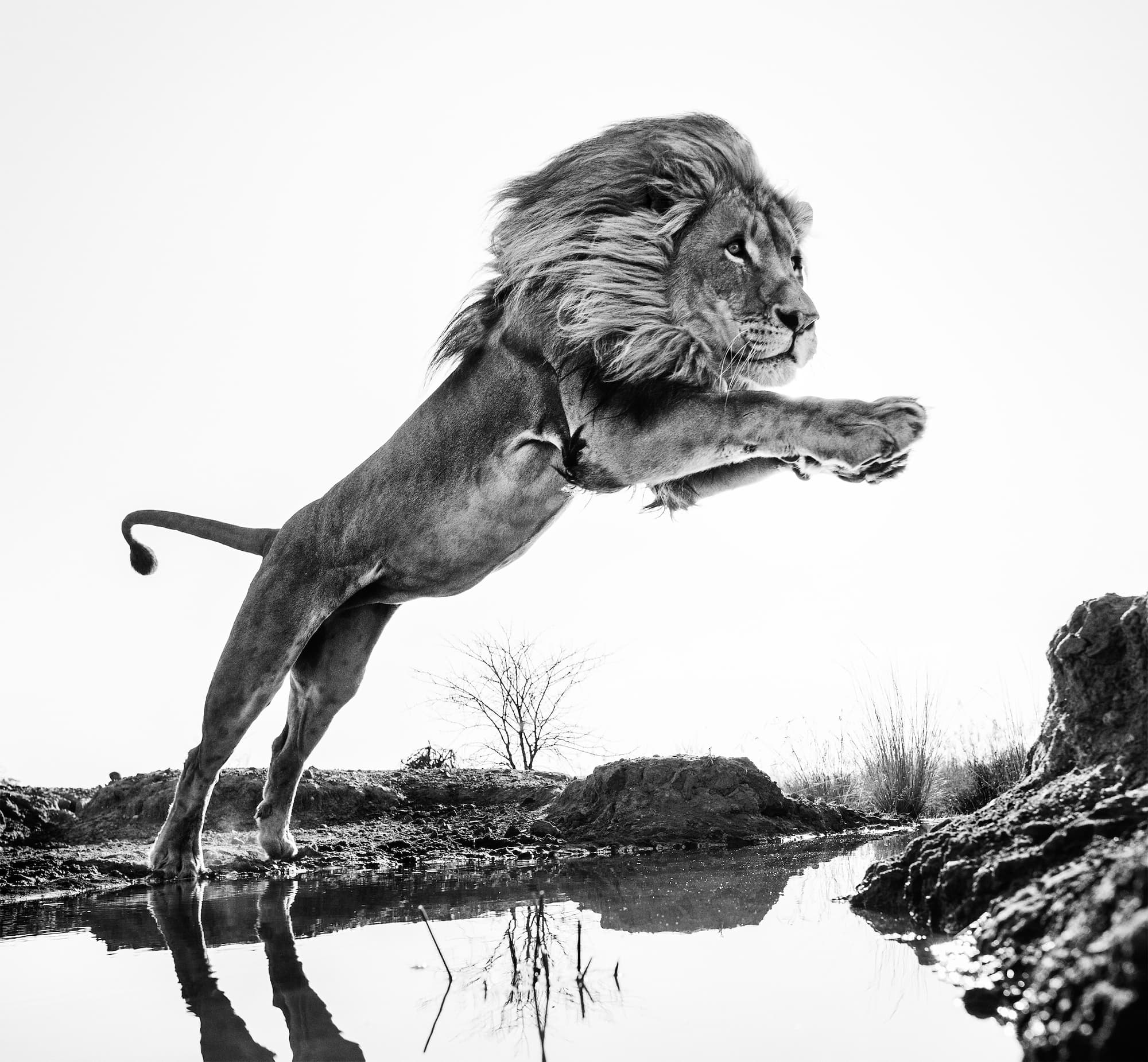 "Lion King" by David Yarrow. Black and white photograph.