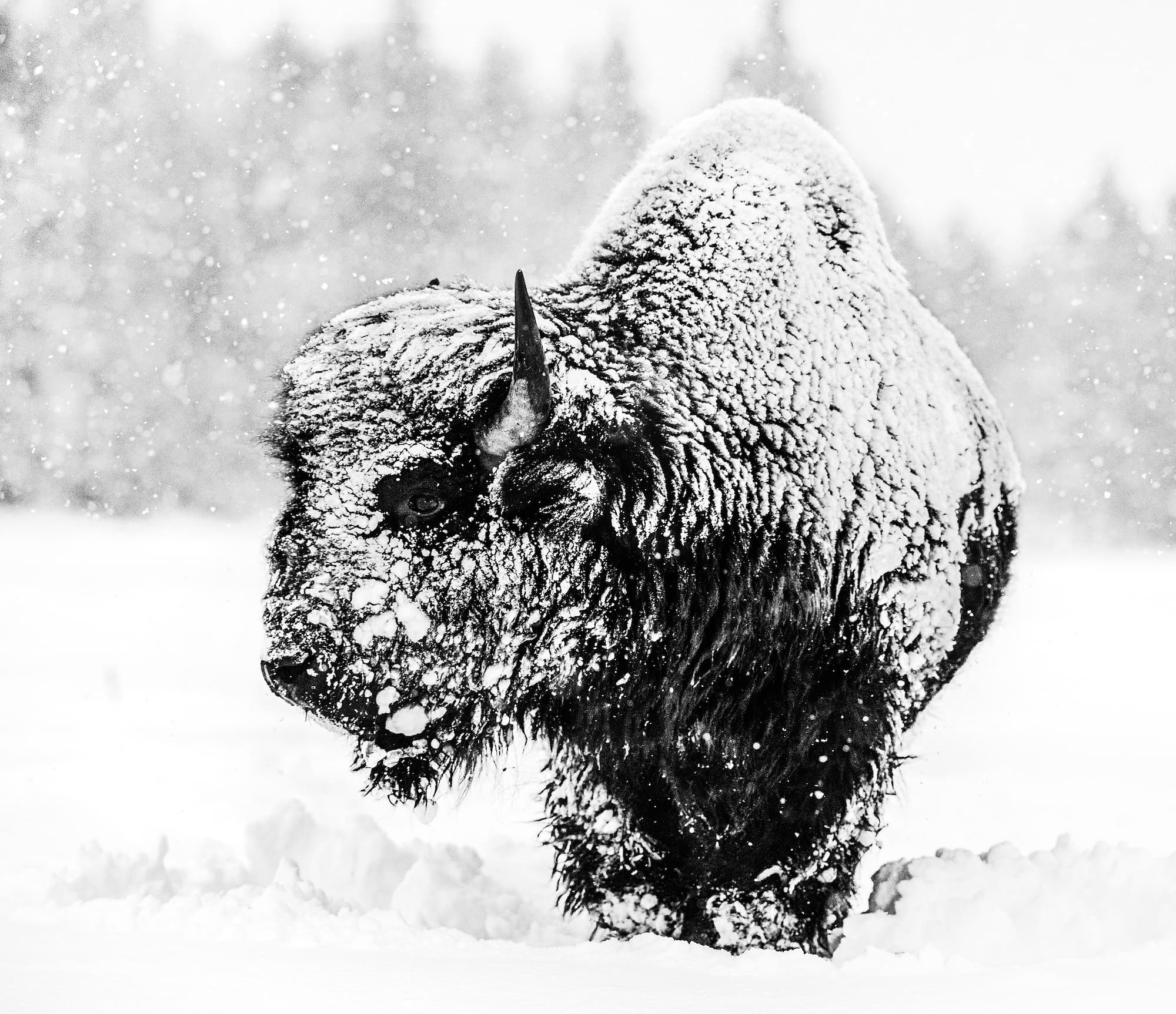 "Local Hero" by David Yarrow, Yellowstone National Park, 2020. Black and white photograph.