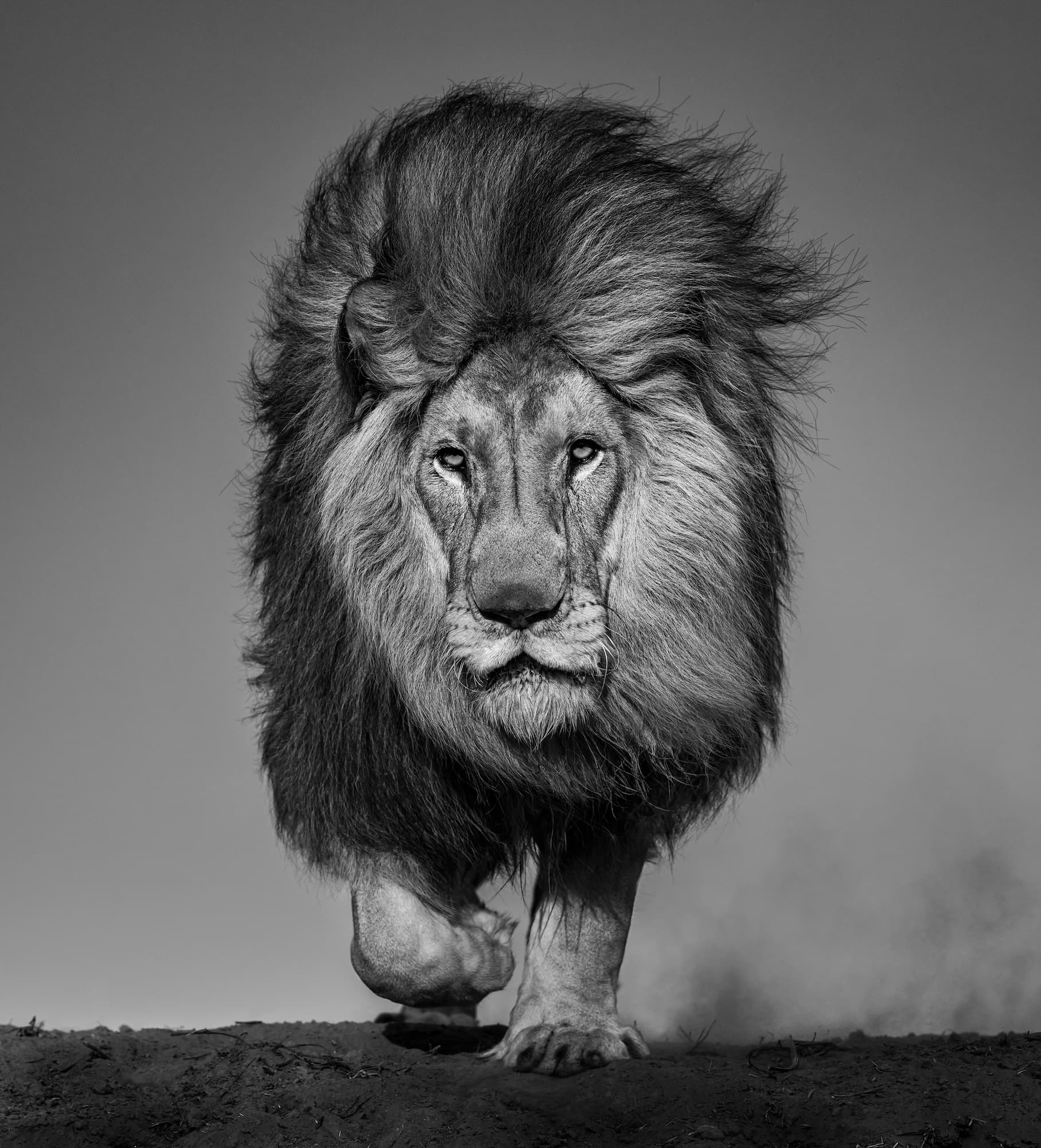 "Locked and Loaded" by David Yarrow, Dinokeng, South Africa, 2024. Black and white photograph.