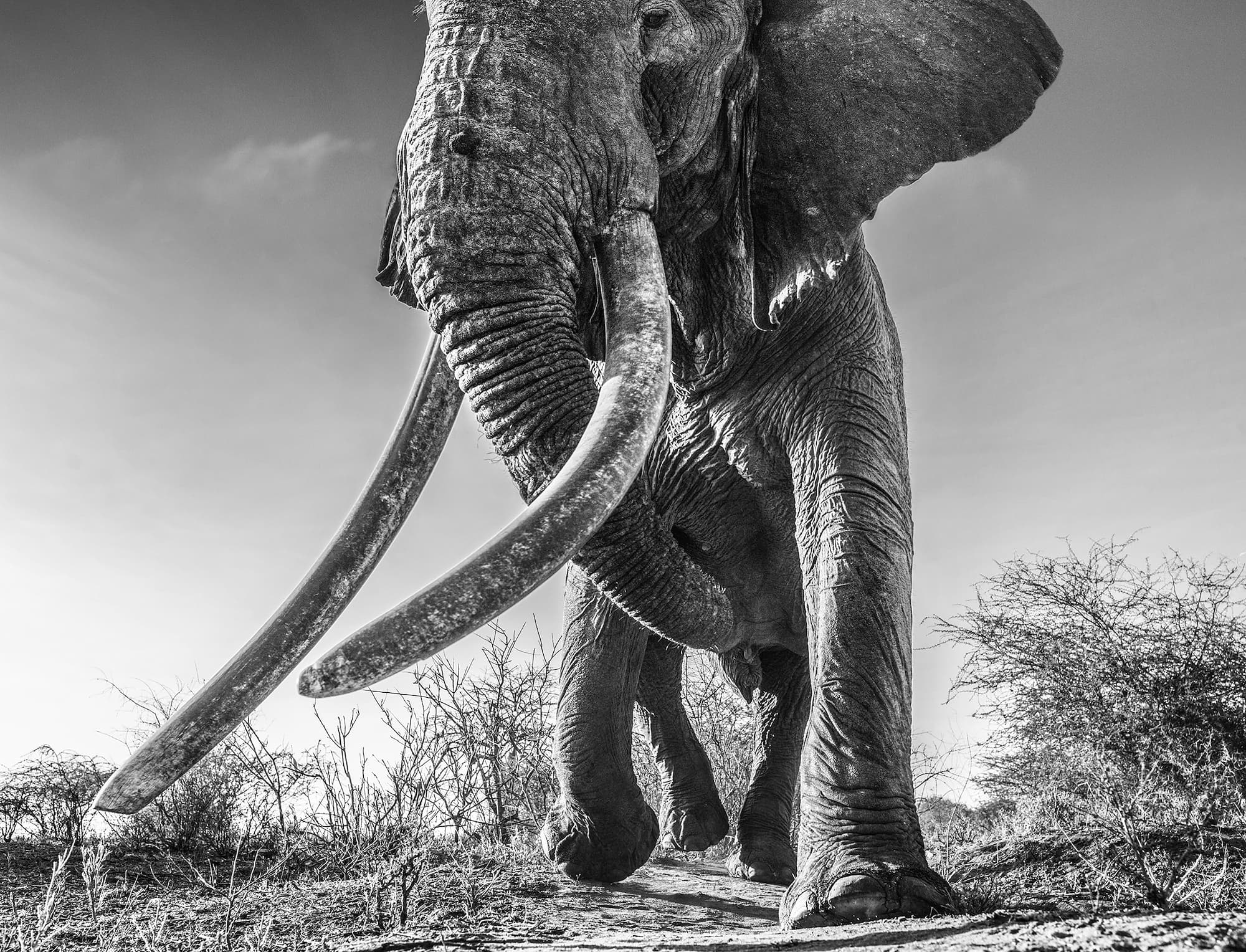 "Lugard" by David Yarrow, Tsavo, Kenya, 2017. Black and white photograph.