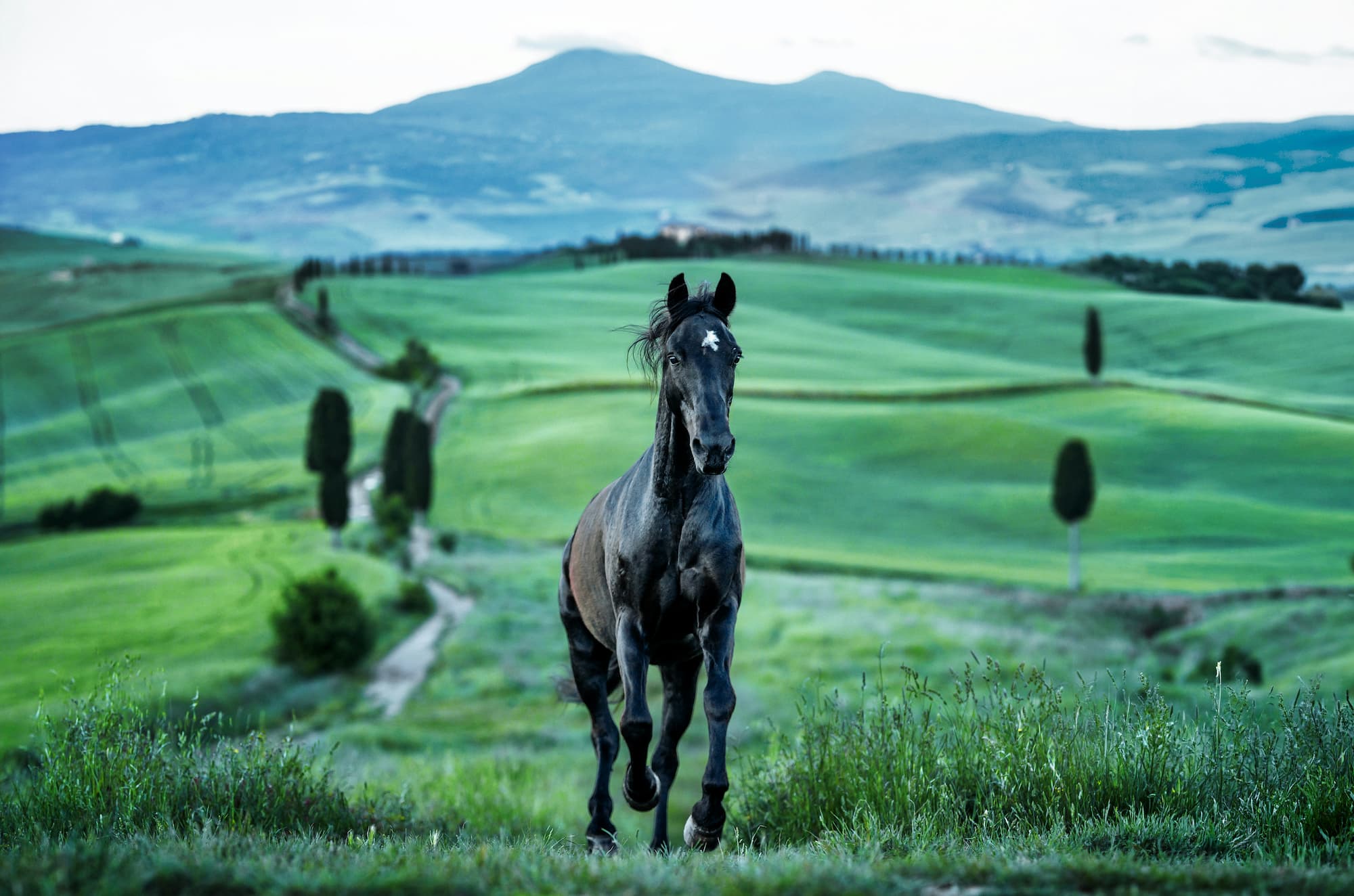 "Maximus" by David Yarrow, Tuscany, Italy, 2026. Colour photograph.