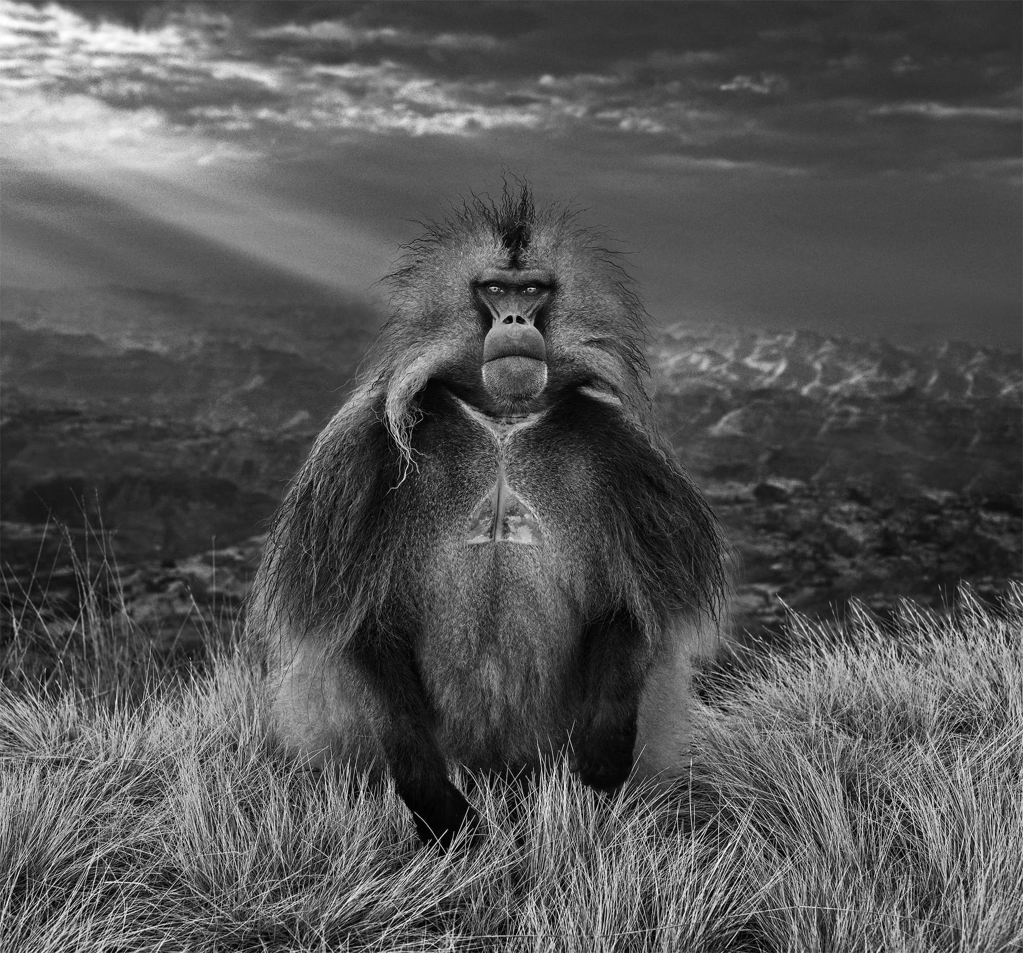 "Members Only" by David Yarrow, Simien Mountains, Ethiopia, 2018. Black and white photograph.