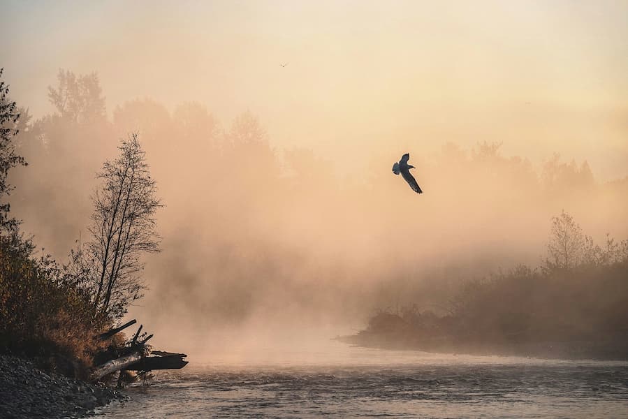 Flight at Dawn