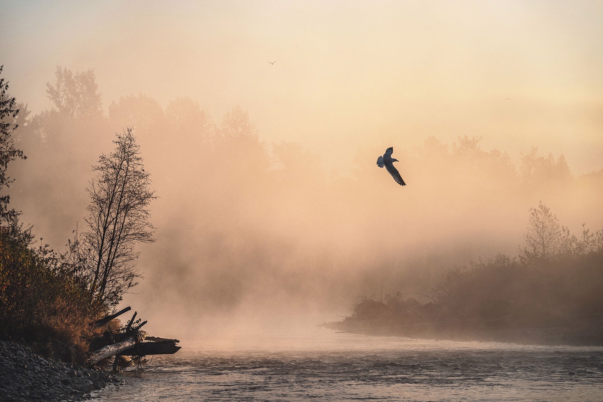 Flight at Dawn