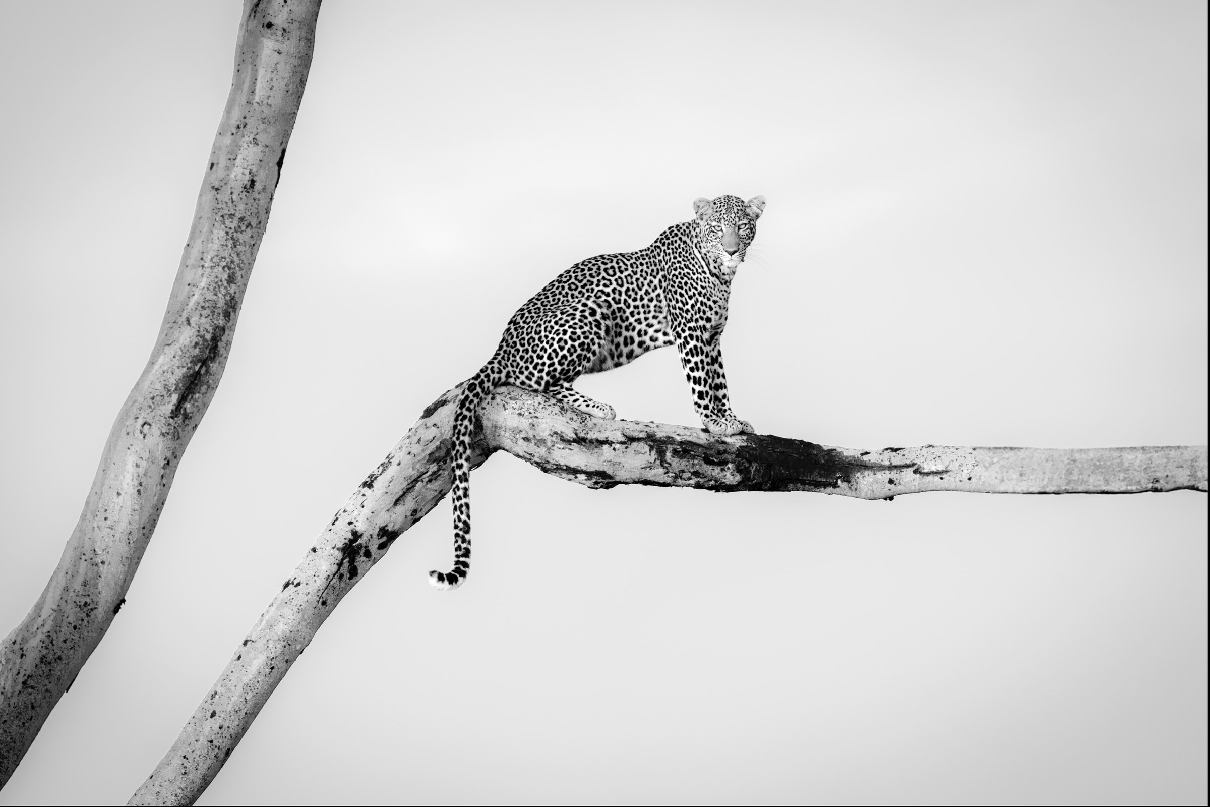 How the Leopard Got Its Spots
