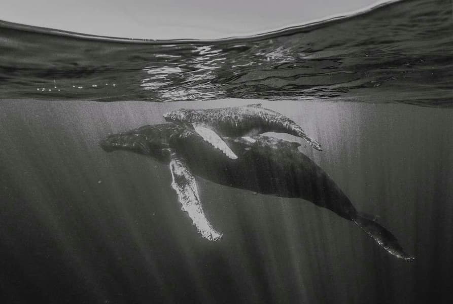Humpback Love
